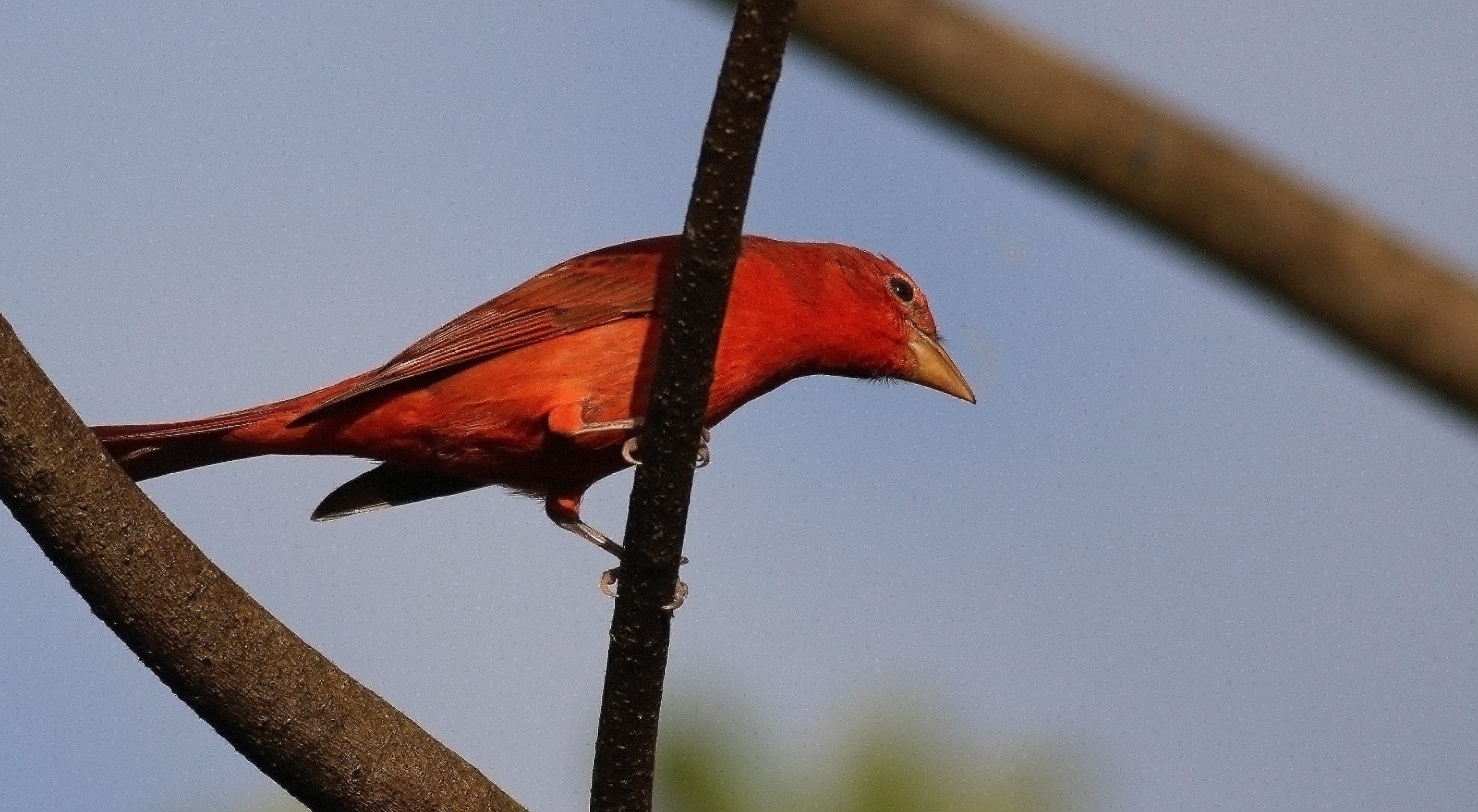 Summer Tanager