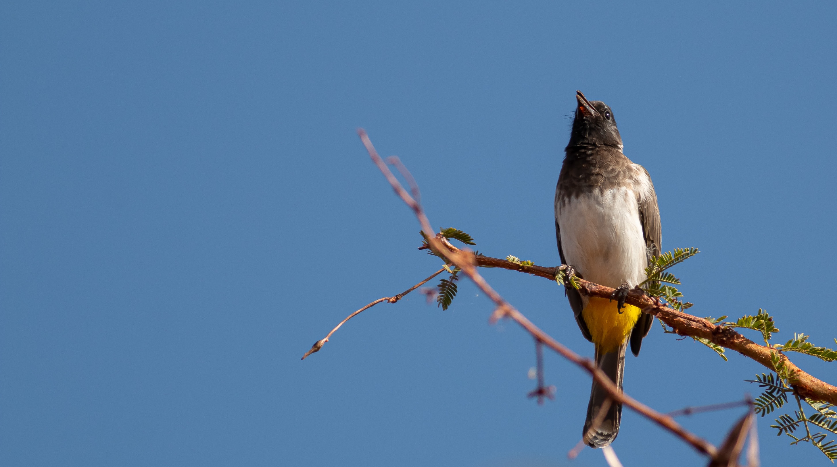 Common Bulbul
