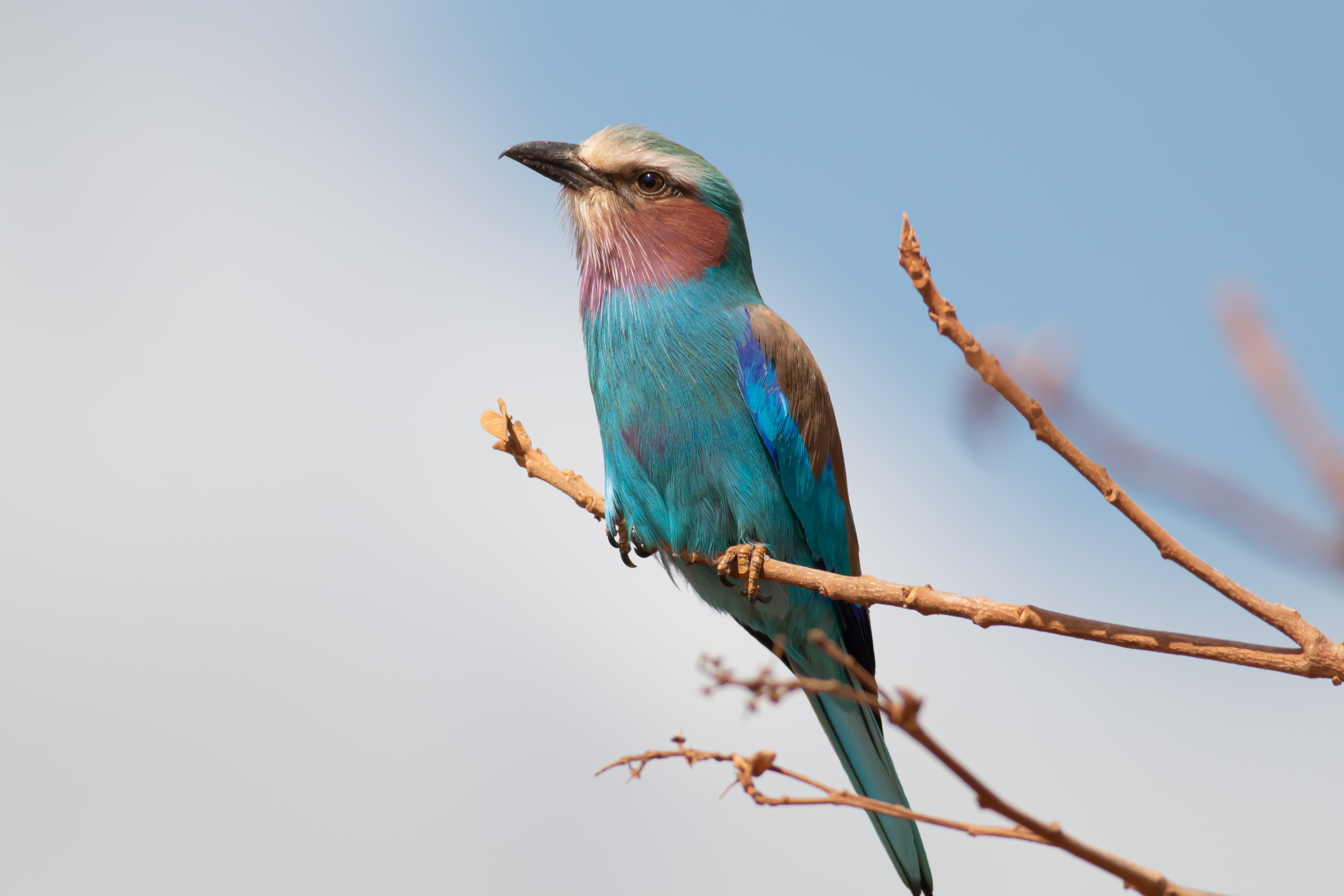 Lilac-breasted Roller