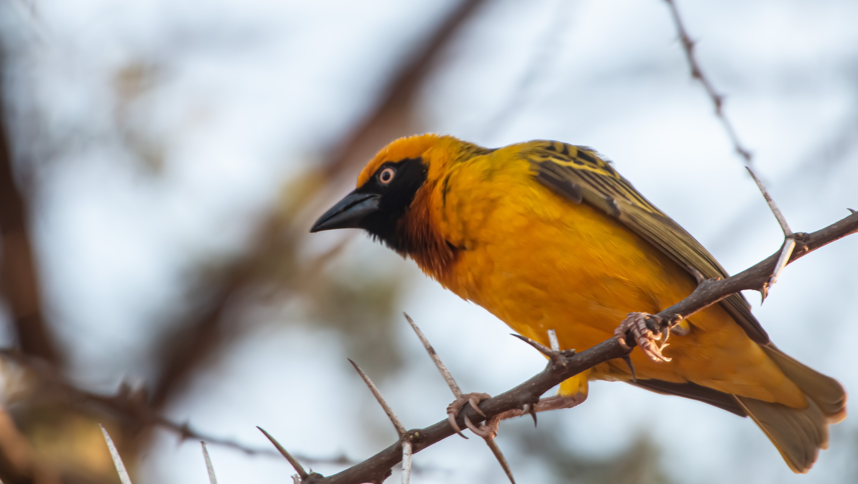 Speke's Weaver