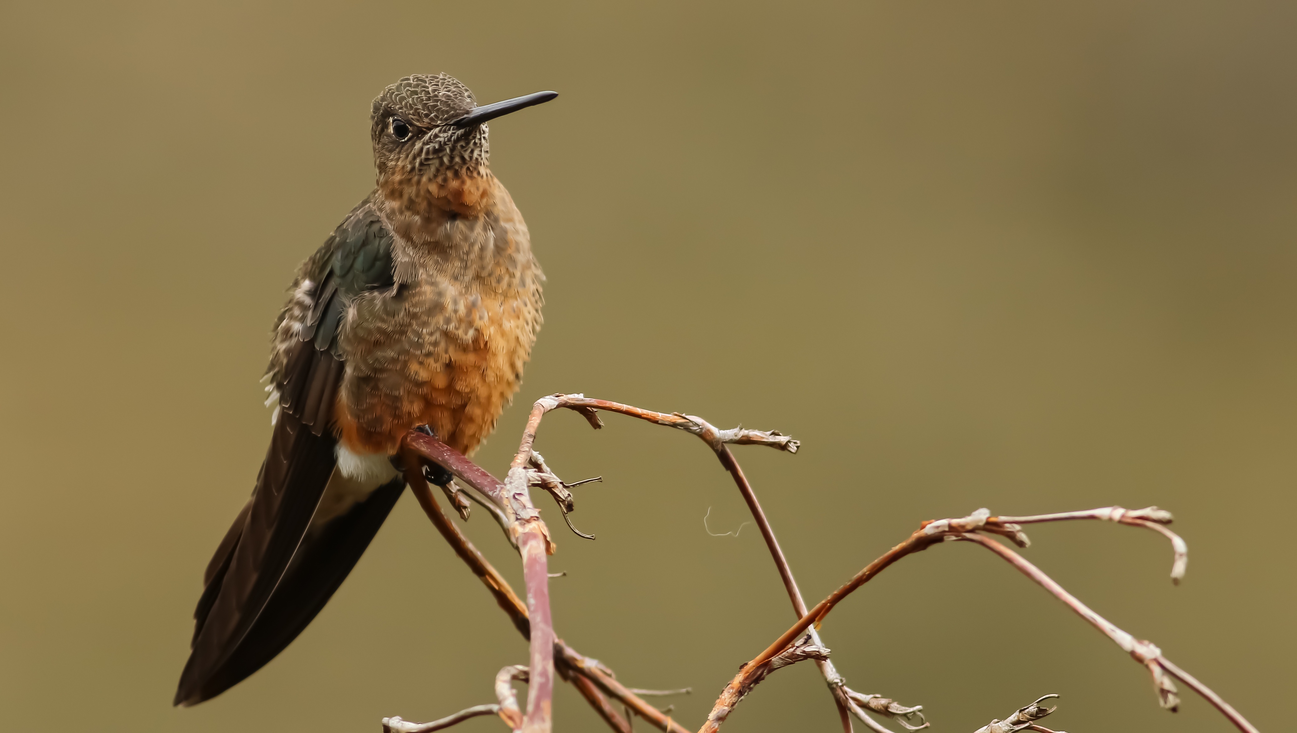 Giant Hummingbird