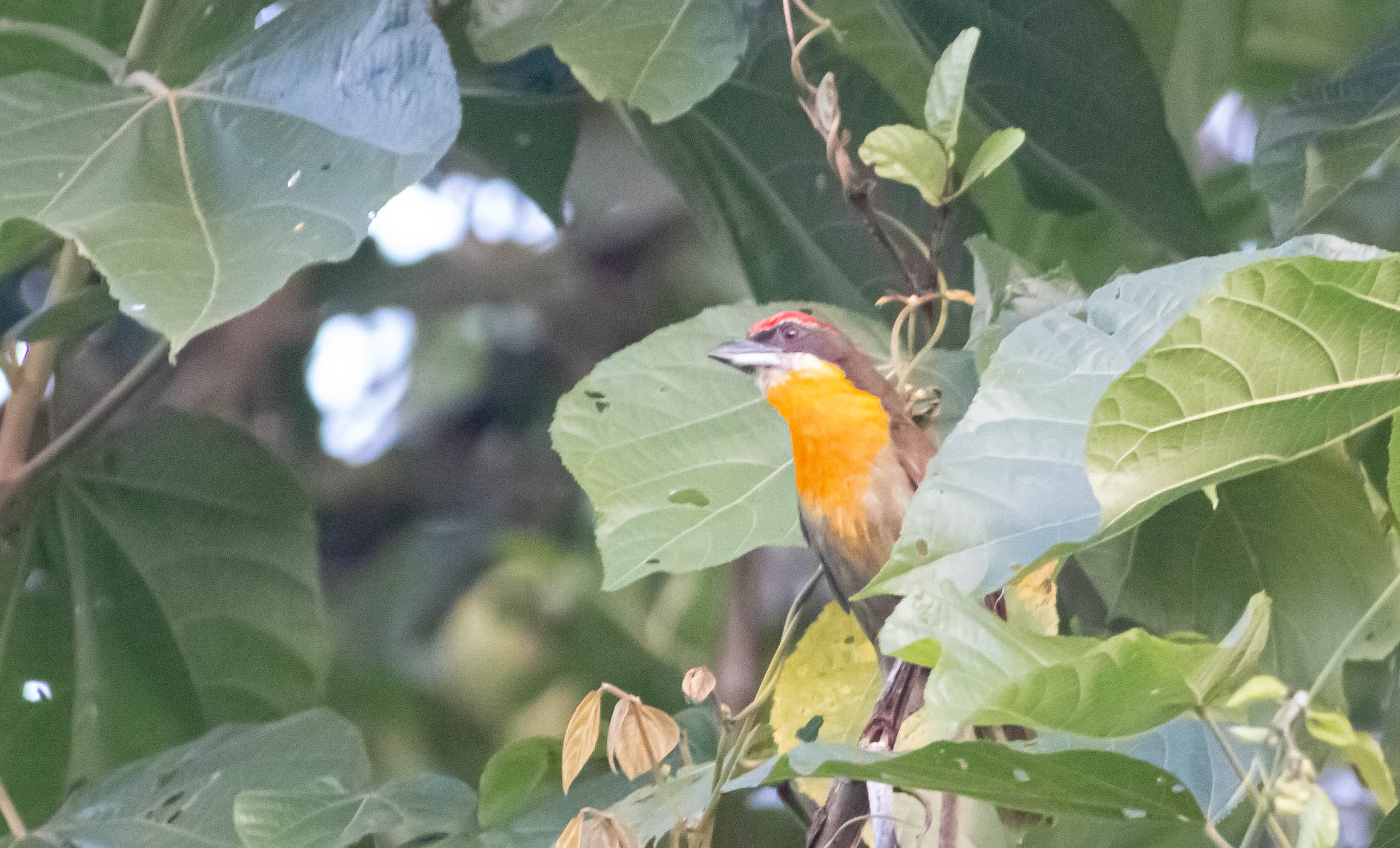 Scarlet-crowned Barbet