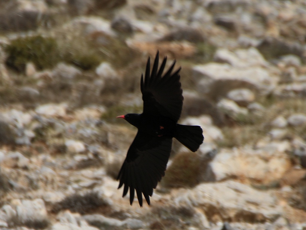 Red-billed Chough