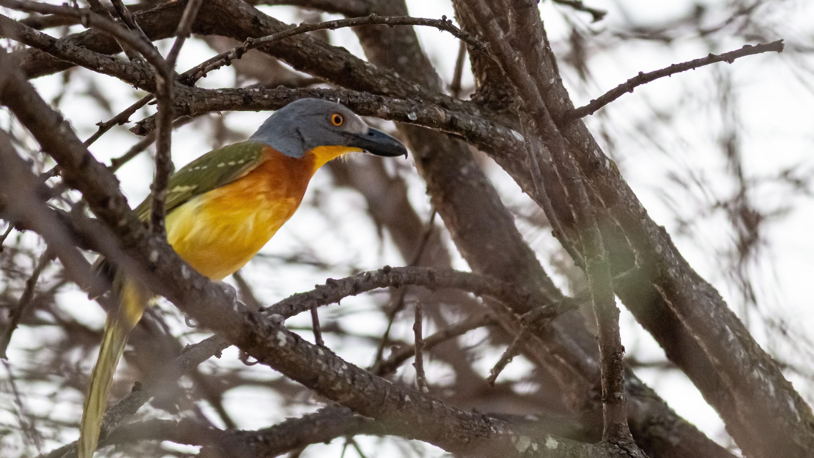 Gray-headed Bushshrike