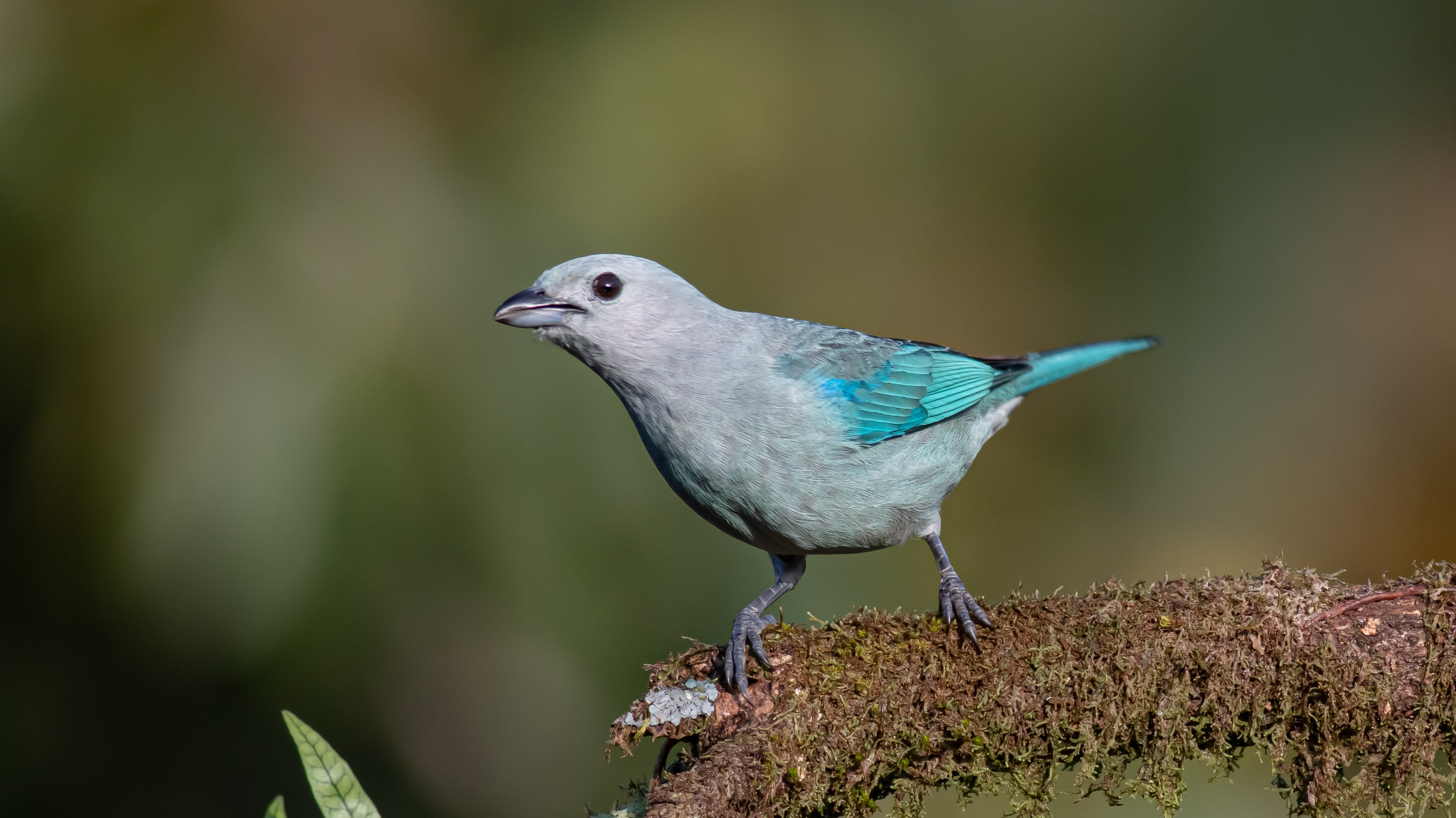Blue-gray Tanager