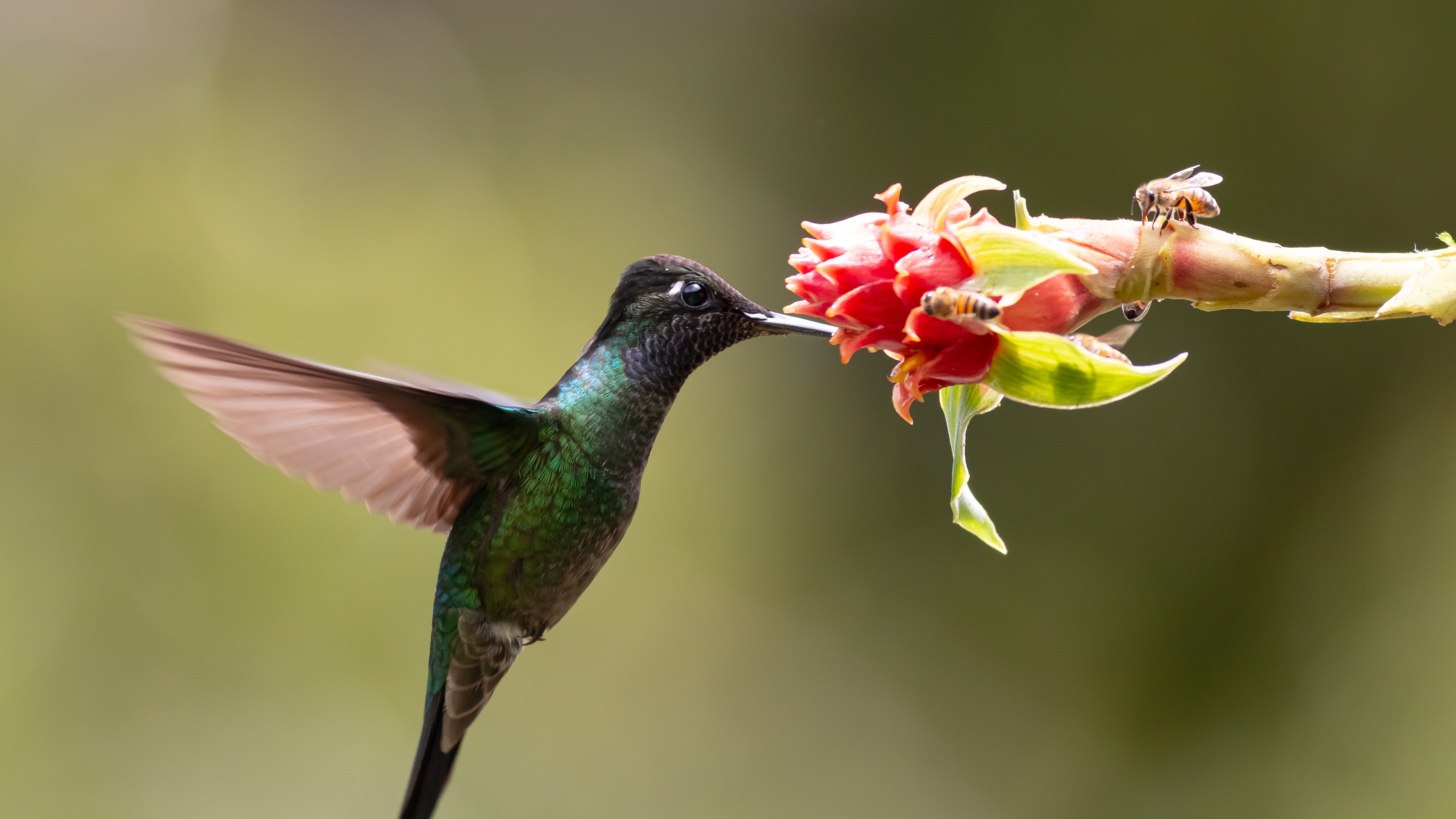 Green-crowned Brilliant