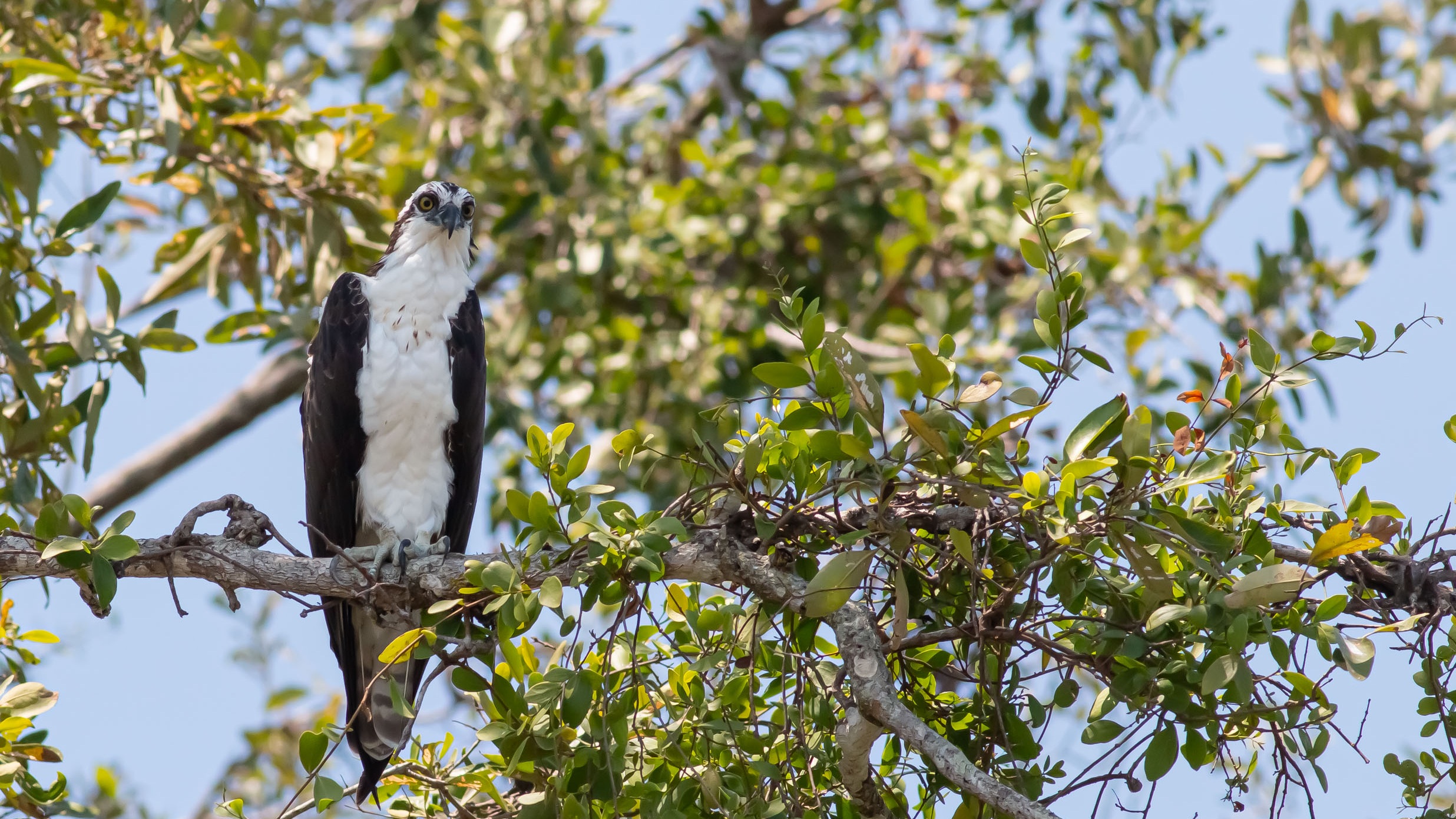Osprey