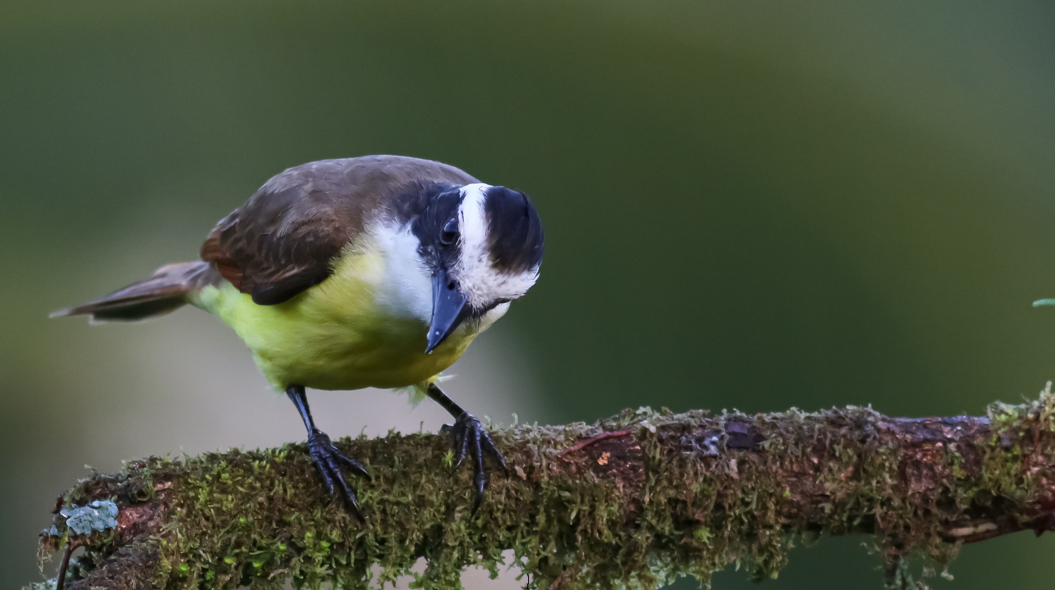 Great Kiskadee