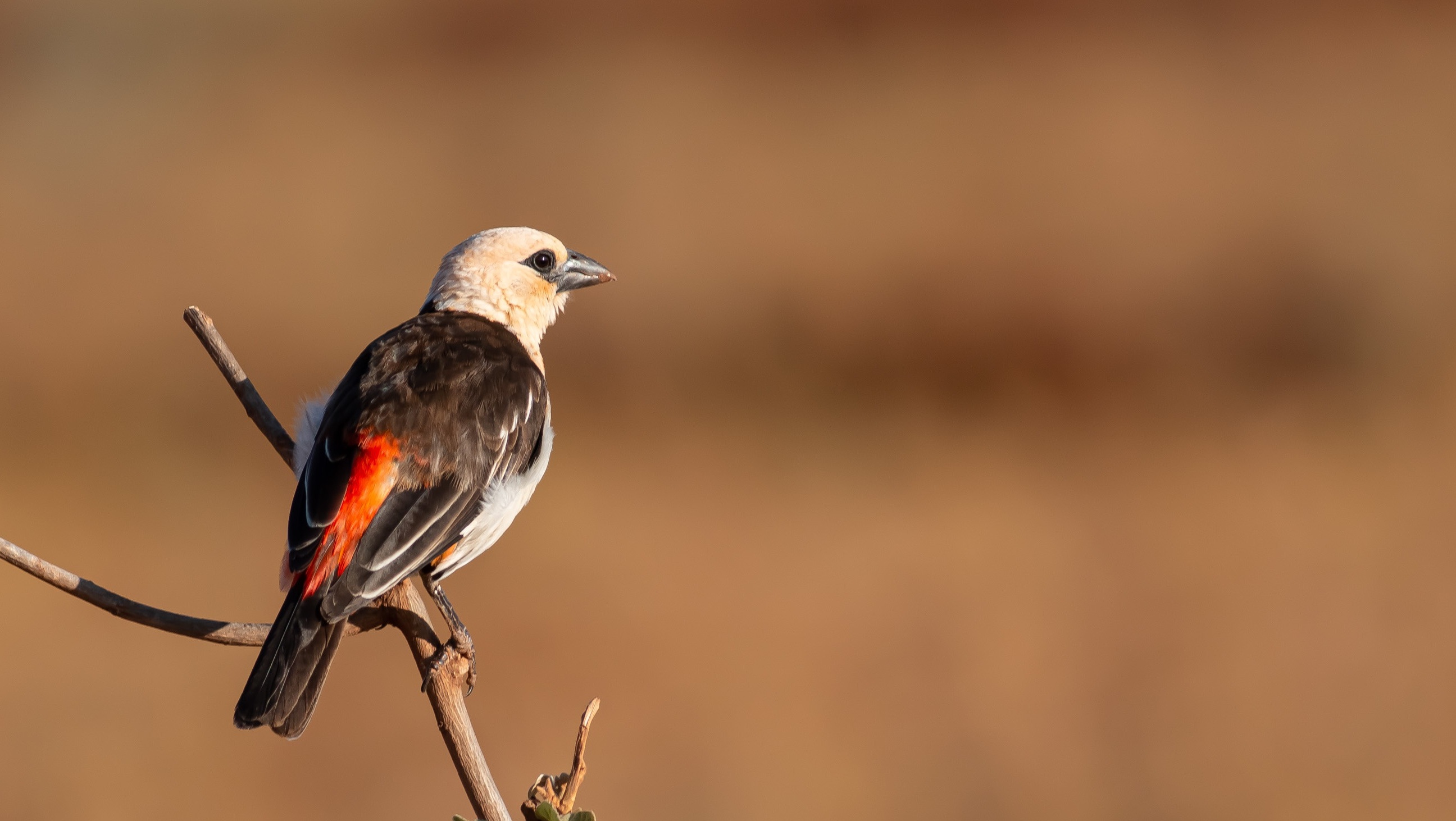 White-headed Buffalo-Weaver