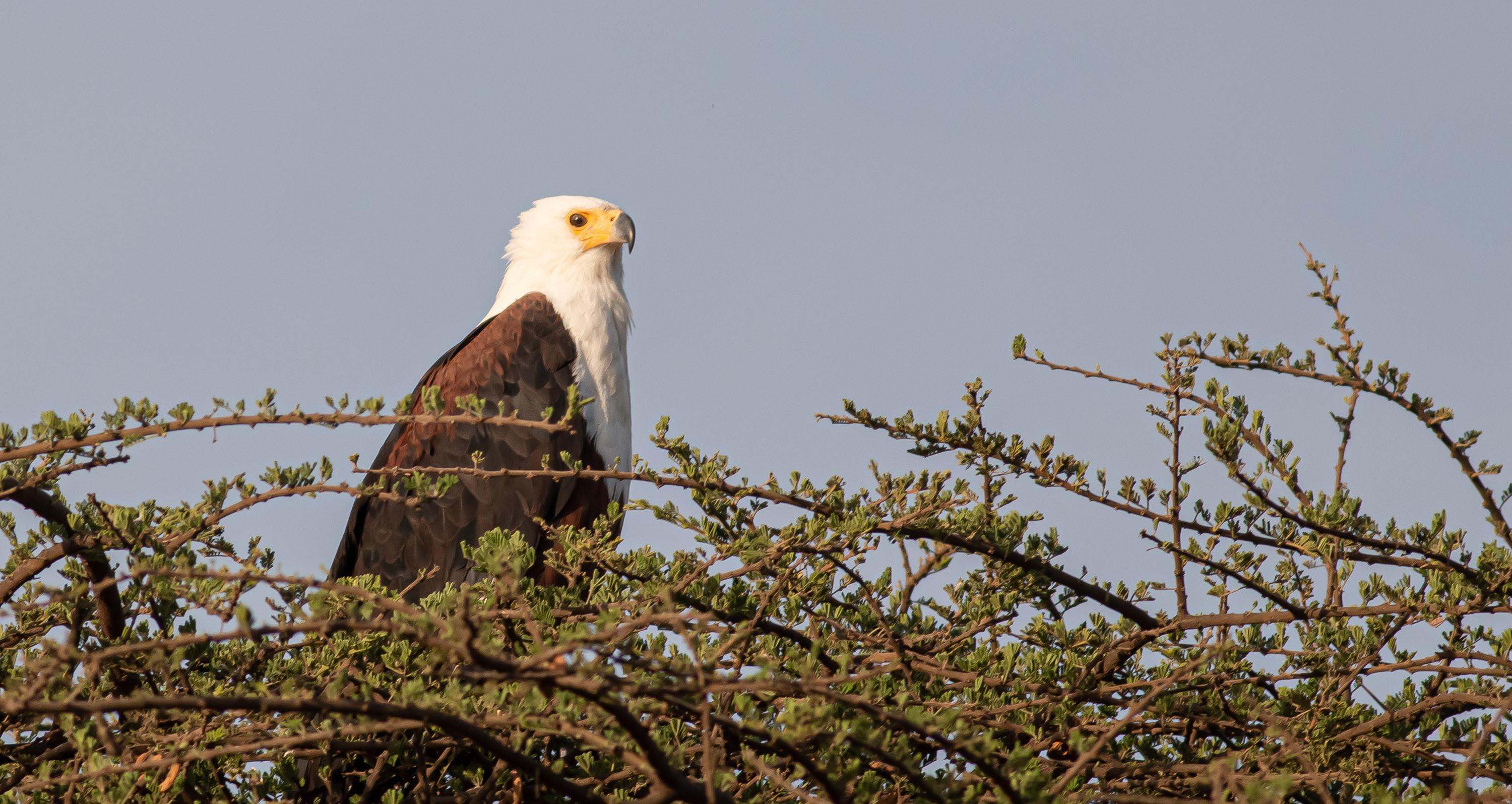 African Fish-Eagle