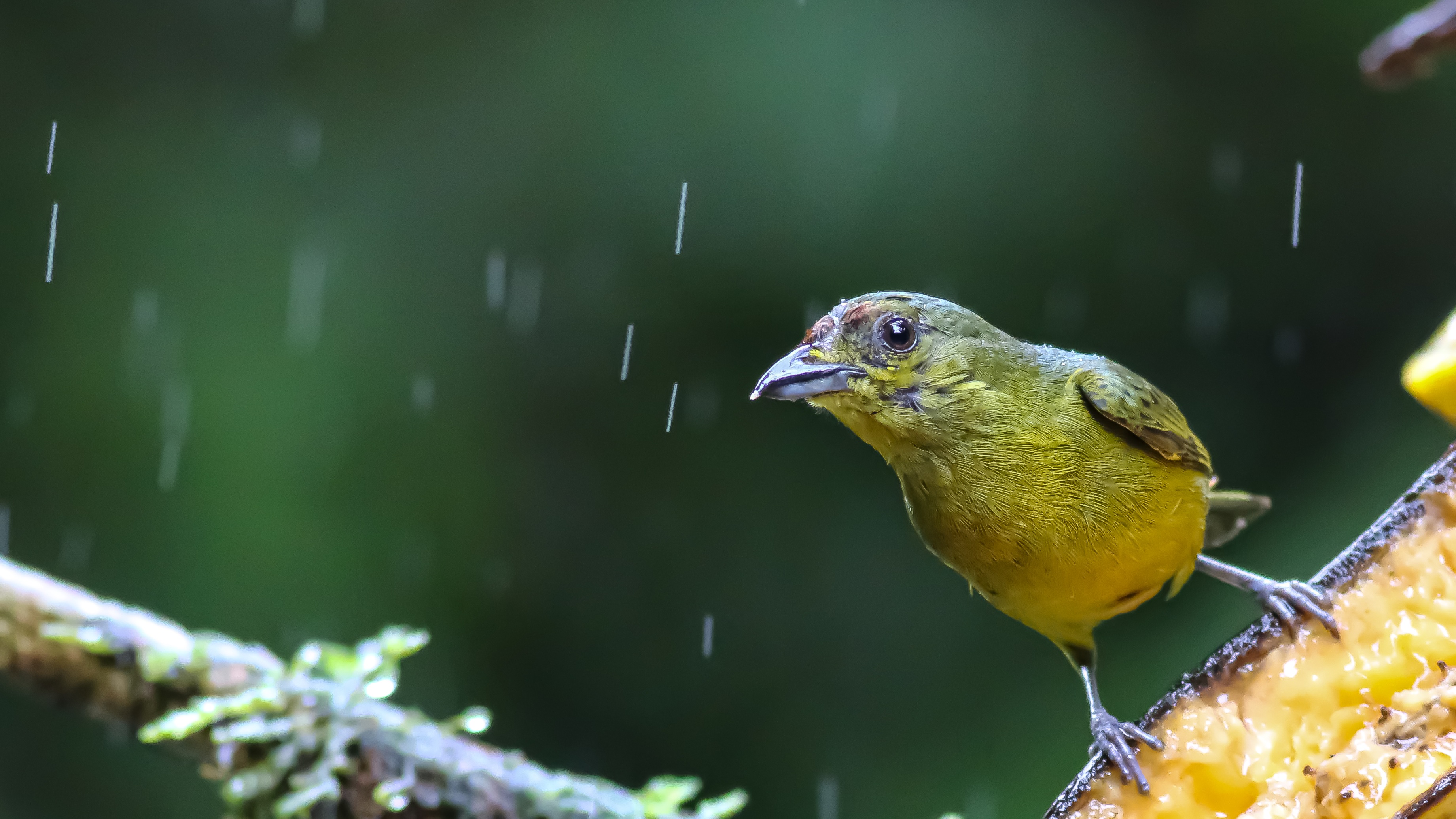 Scarlet-rumped Tanager