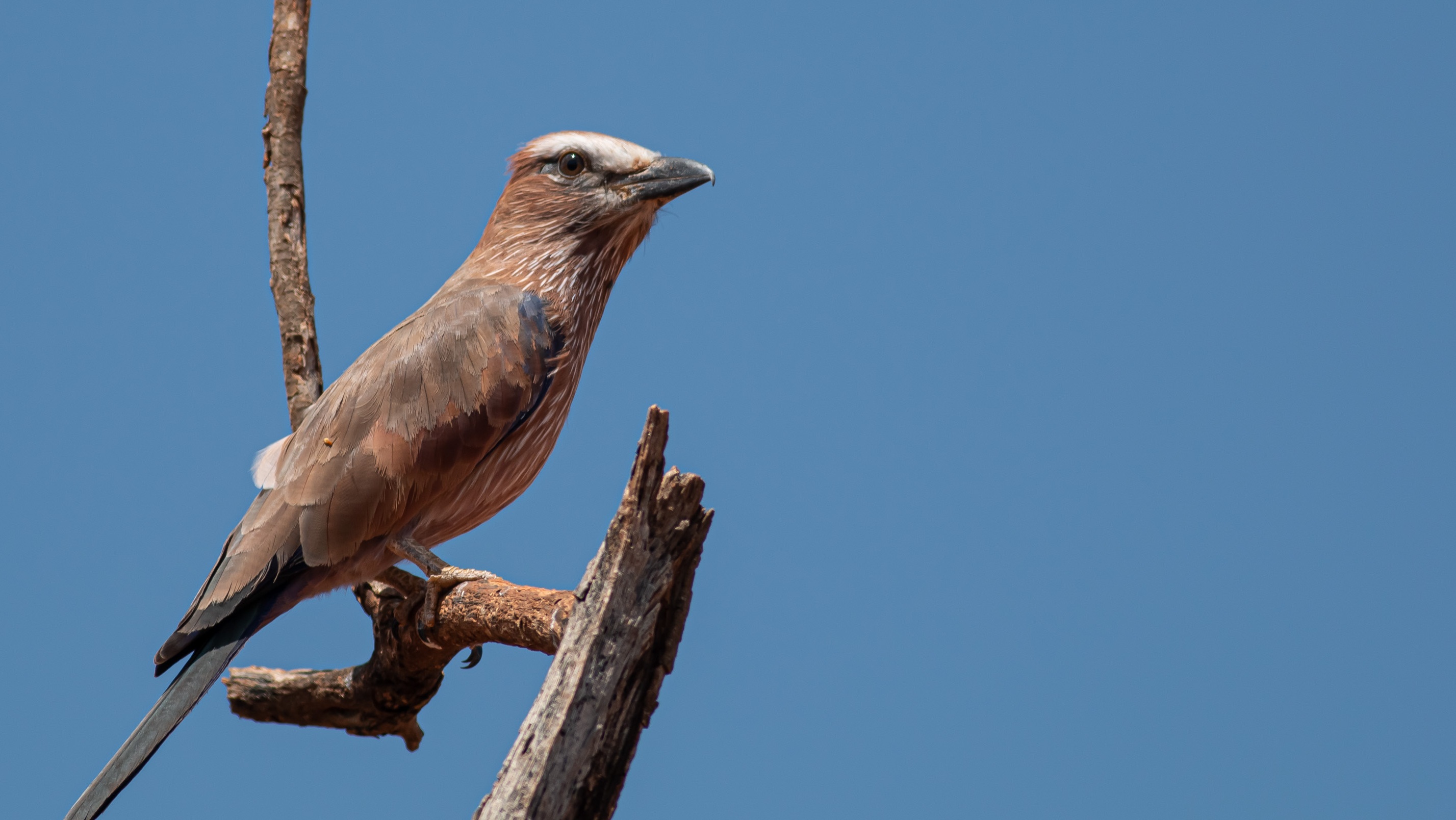 Rufous-crowned Roller