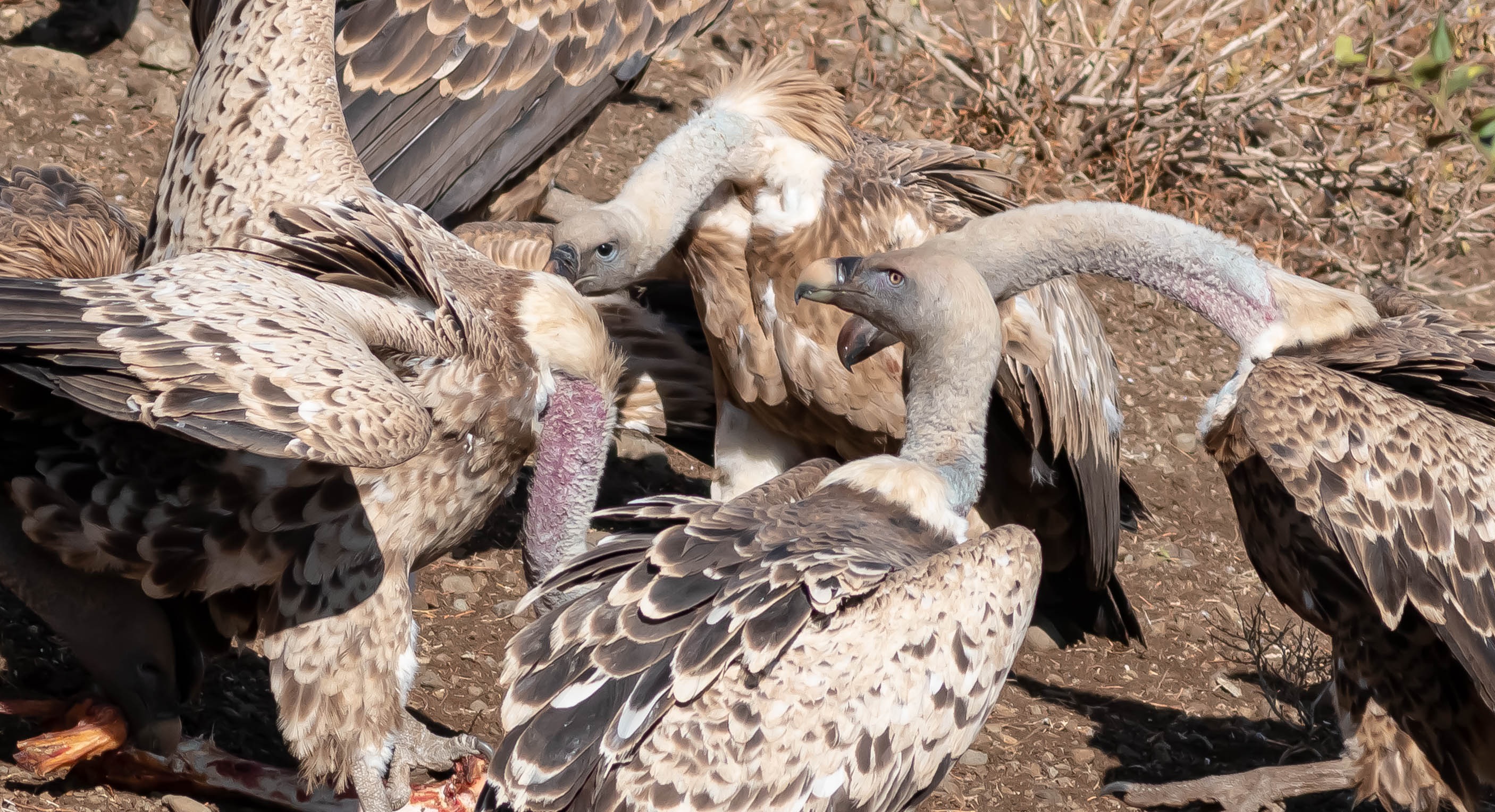 White-backed Vulture