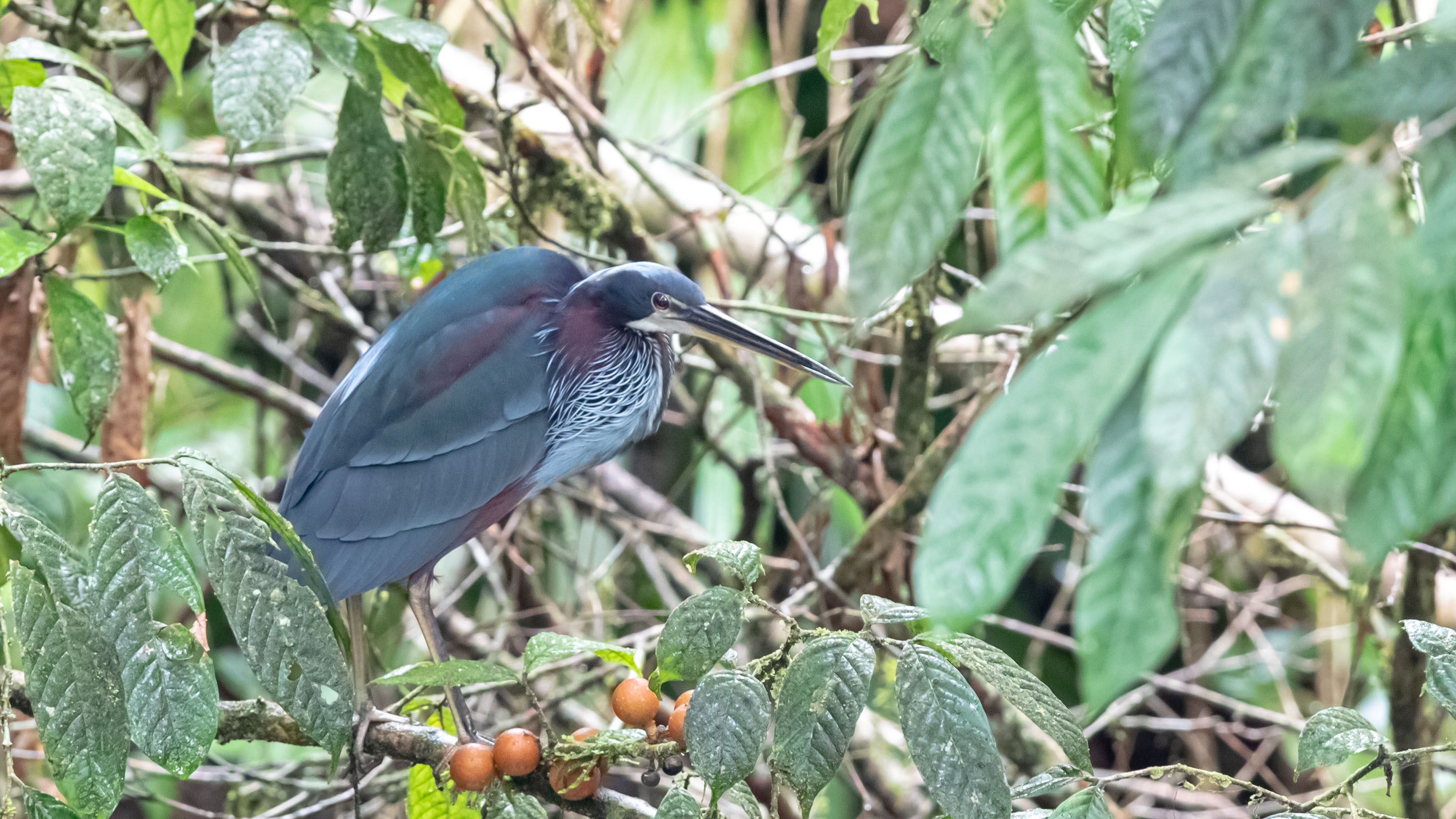 Agami Heron