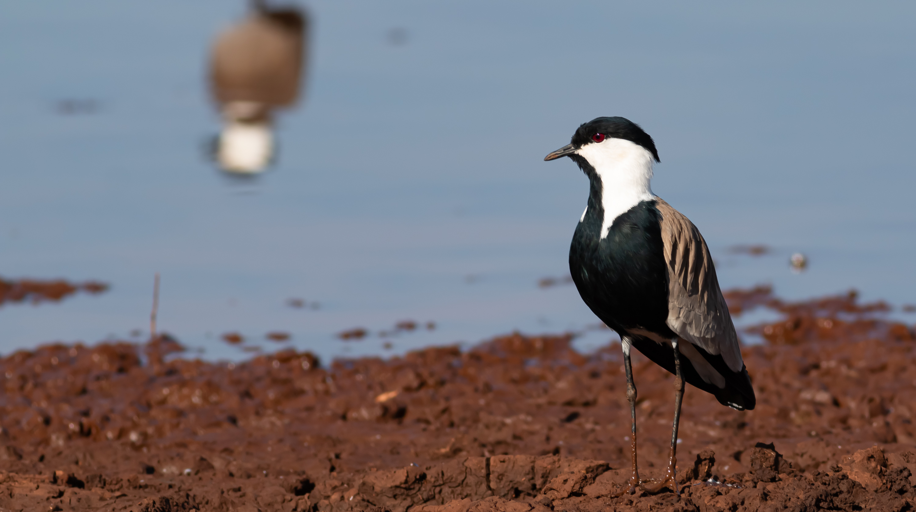 Spur-winged Lapwing