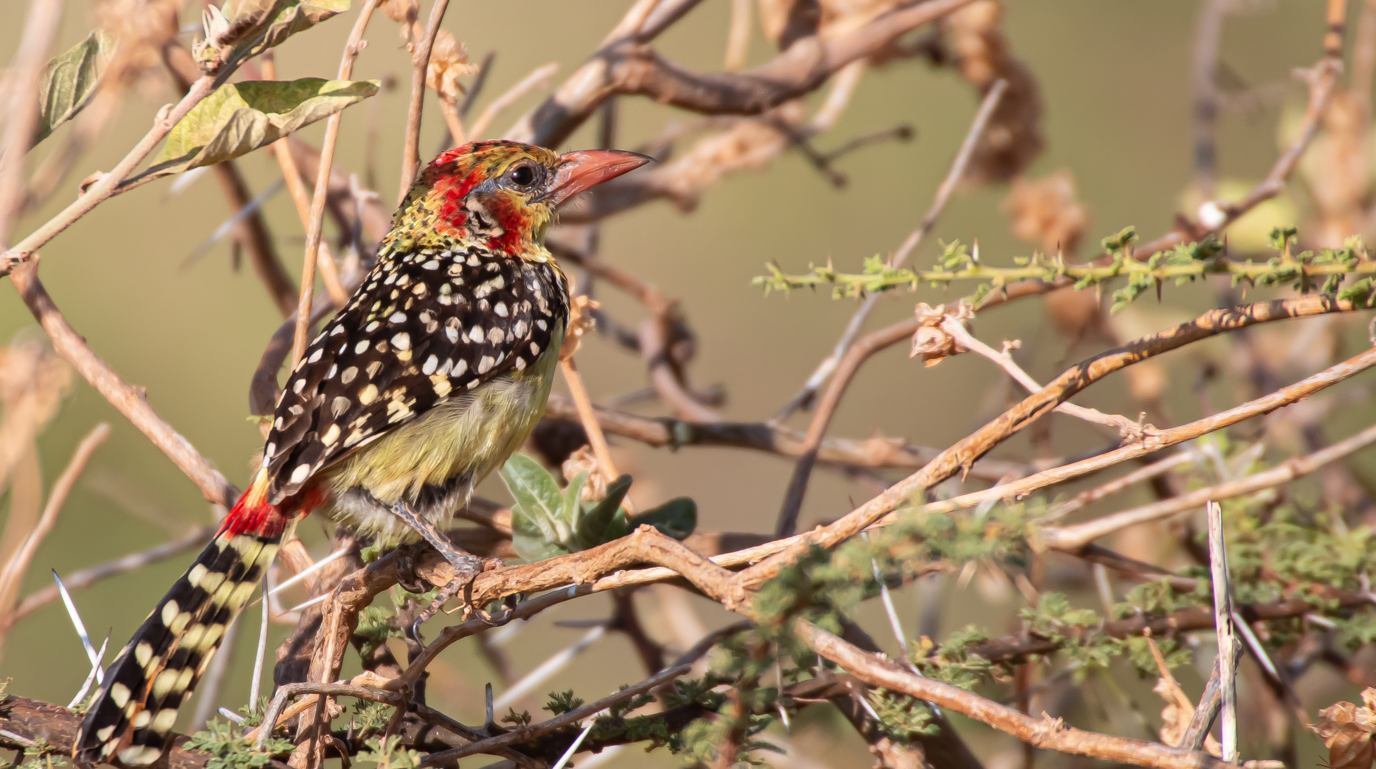Red-and-yellow Barbet