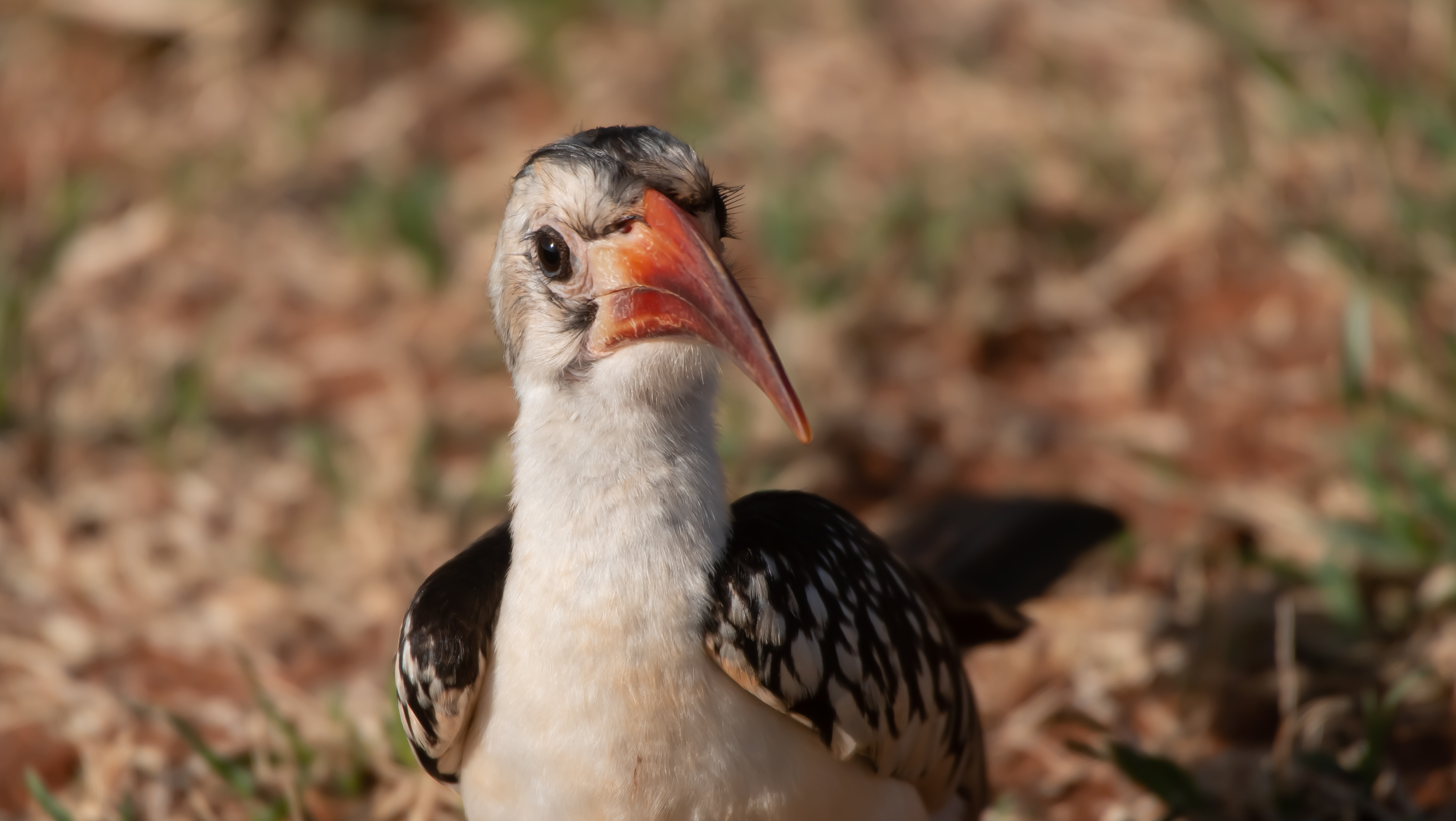 Northern Red-billed Hornbill