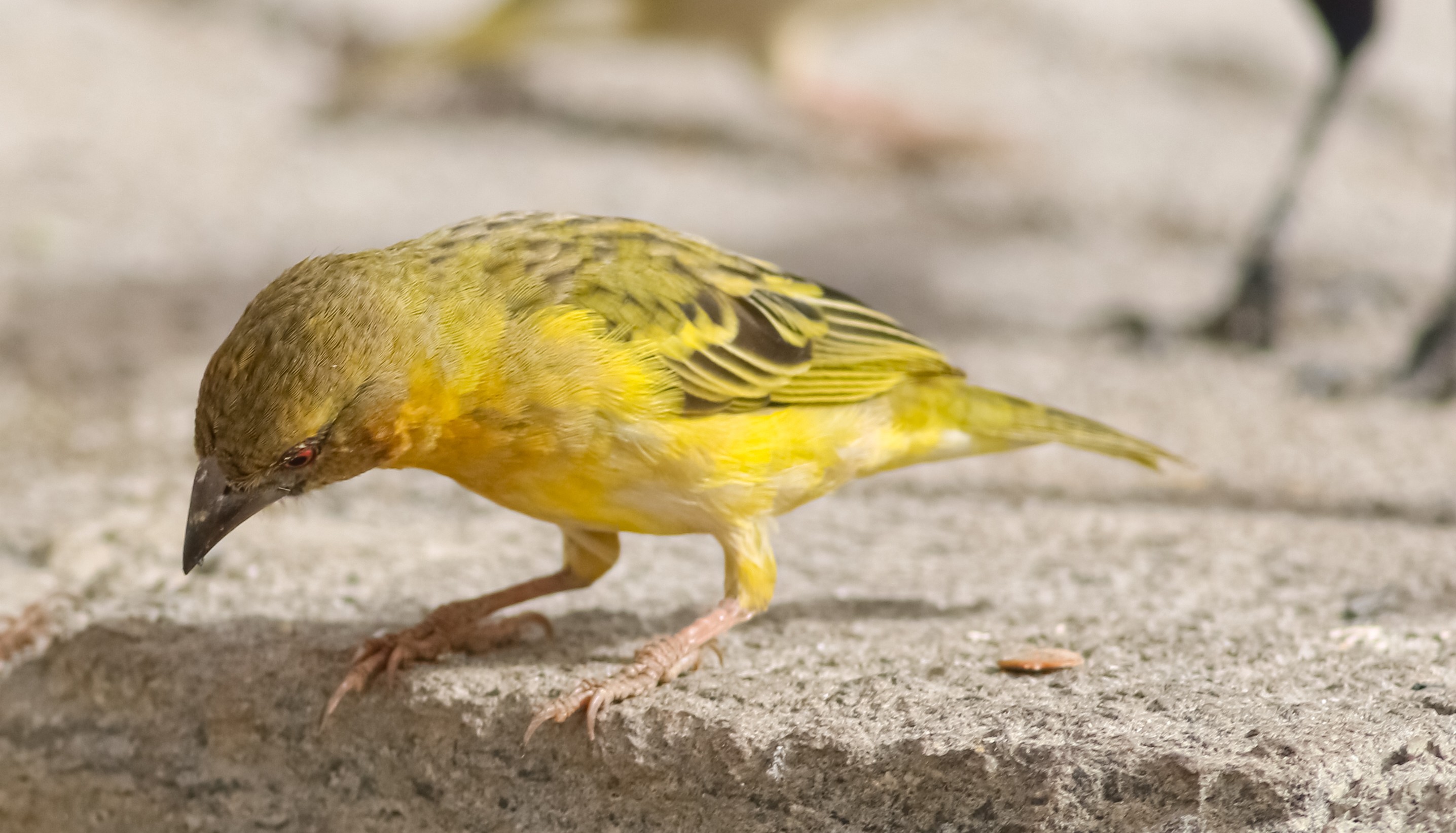 Village Weaver