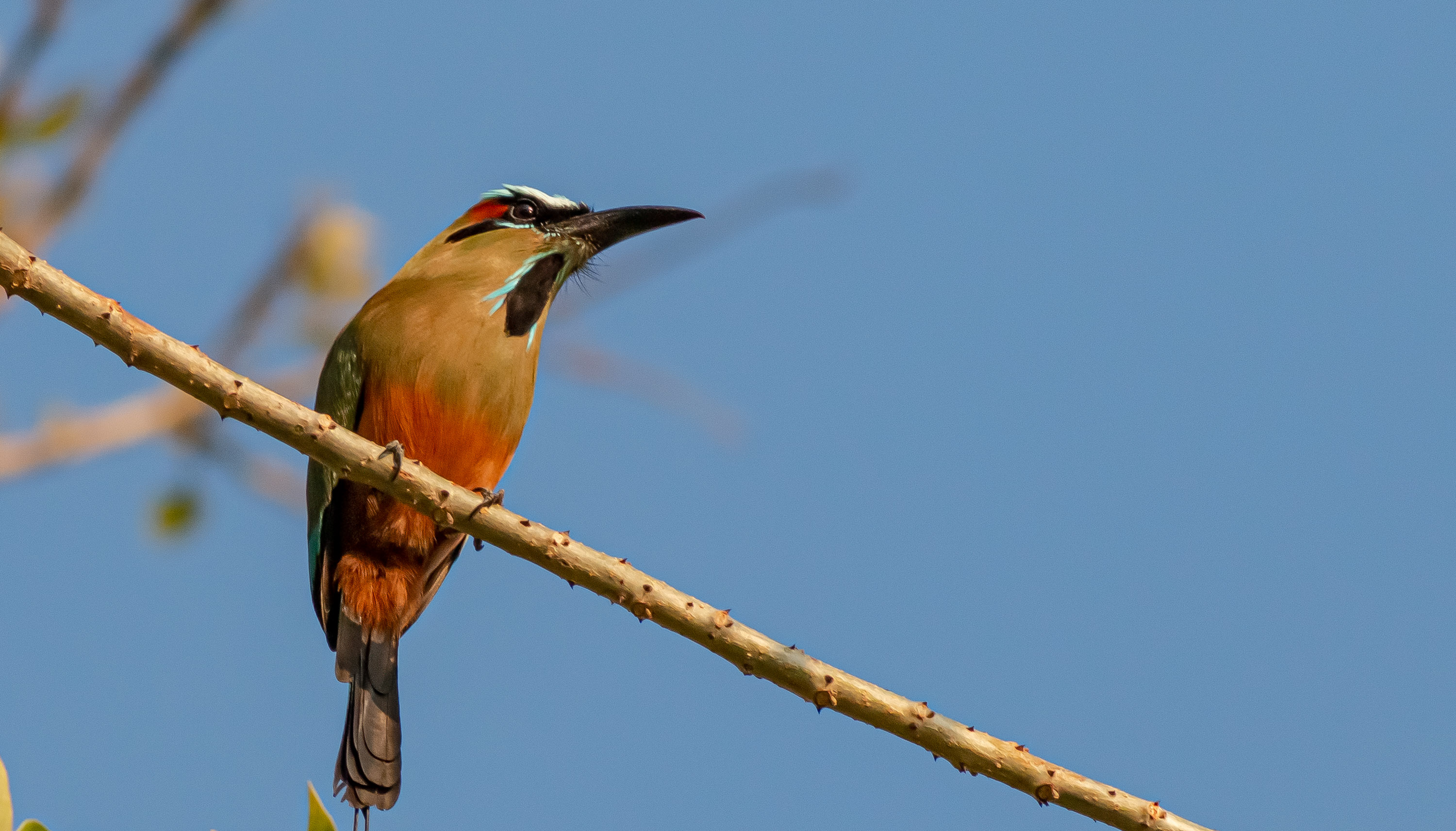Turquoise-browed Motmot