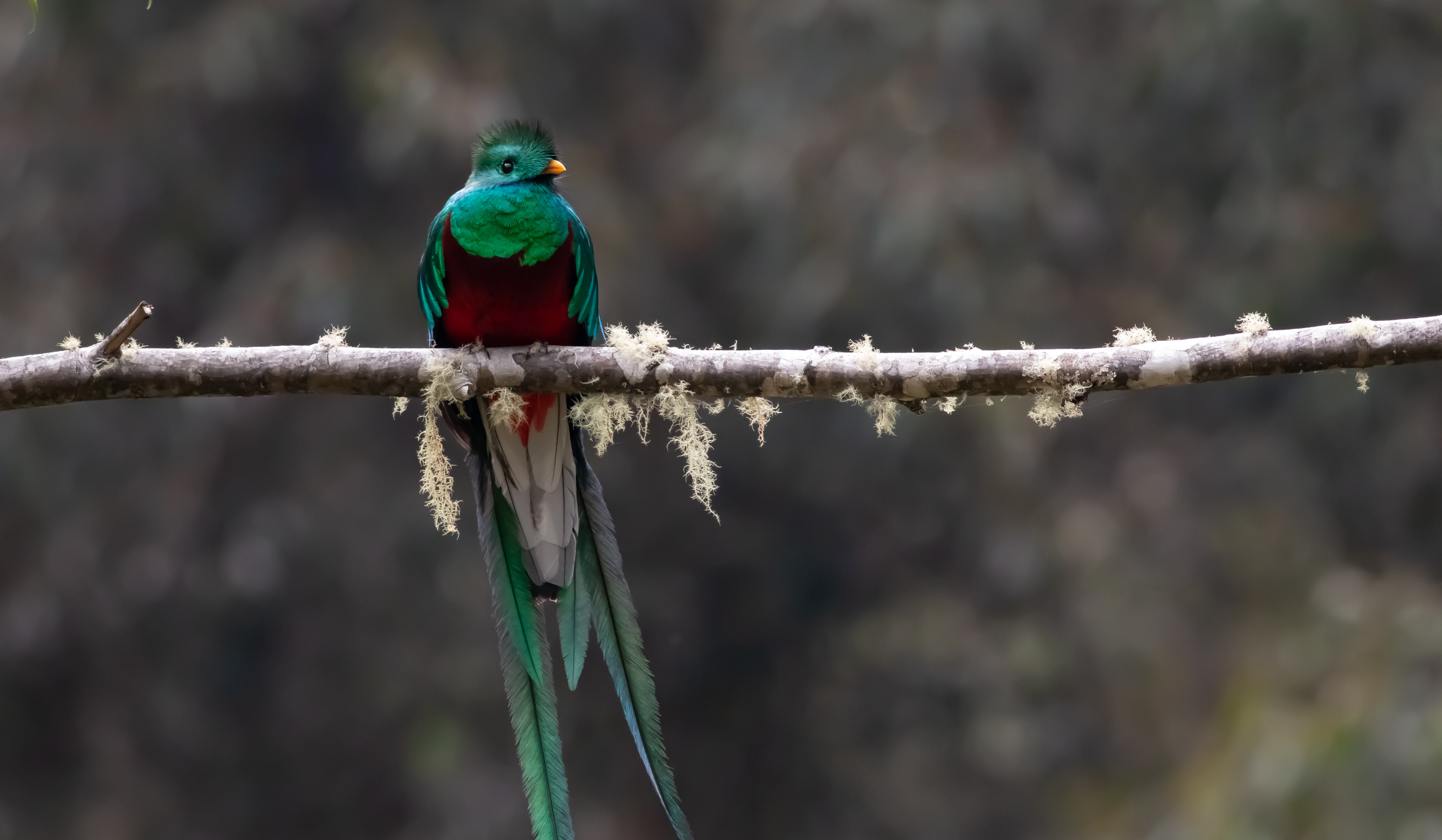 Resplendent Quetzal