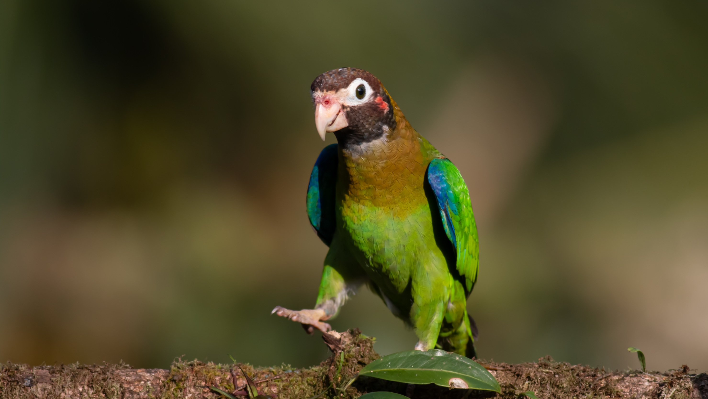 Brown-hooded Parrot