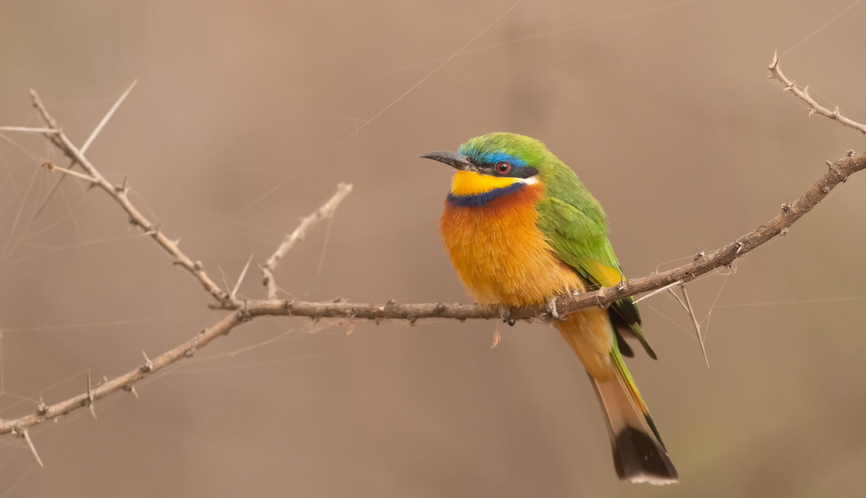 Blue-breasted Bee-eater