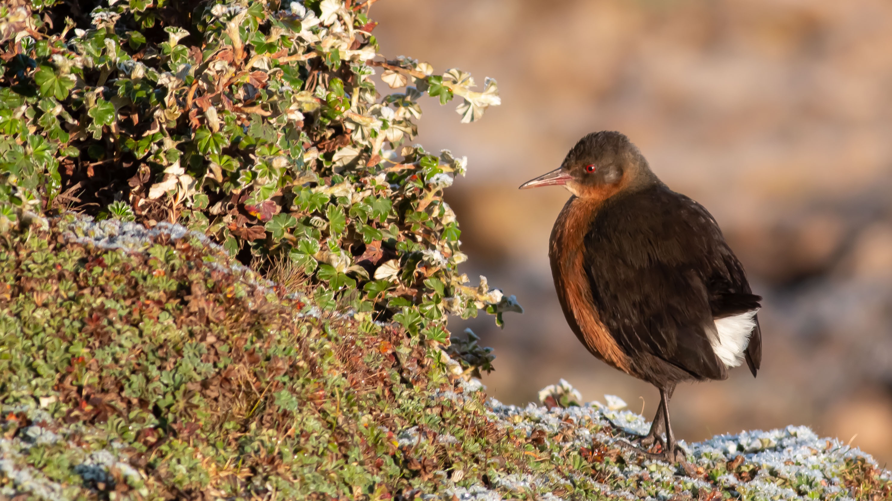Rouget's Rail