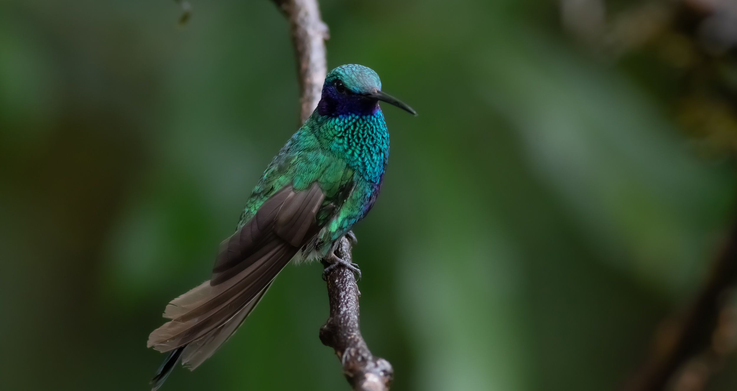 Sparkling Violetear