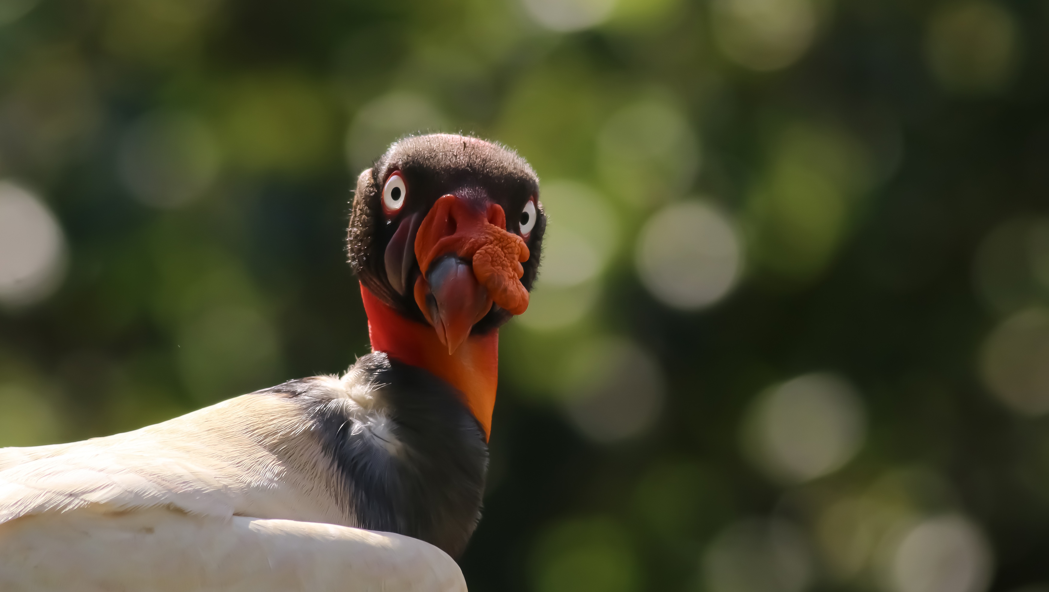 King Vulture