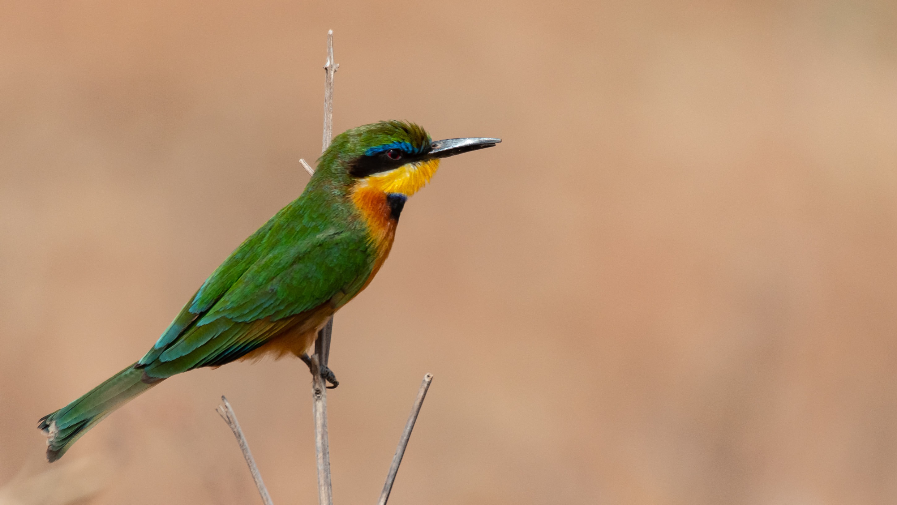 Blue-breasted Bee-eater