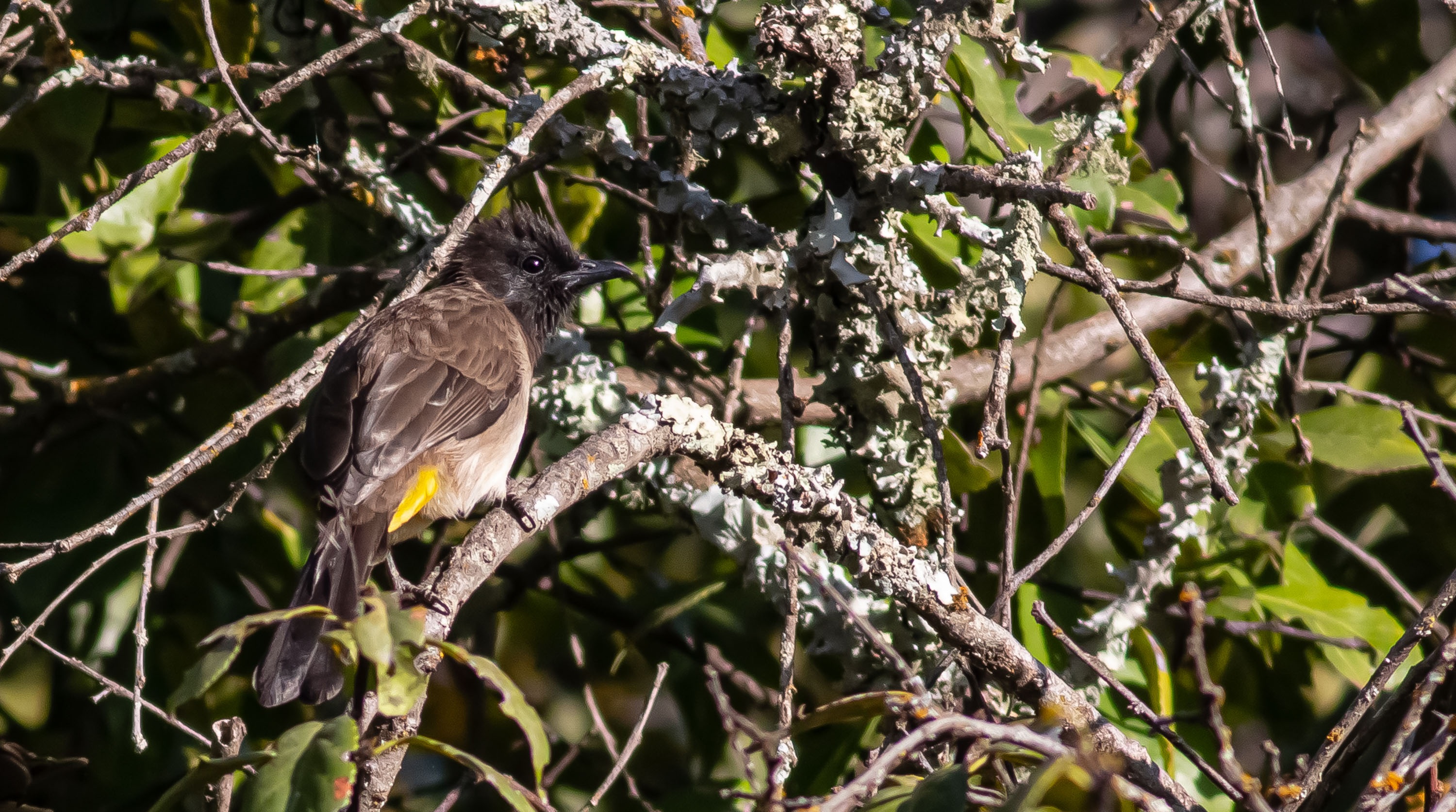 Common Bulbul