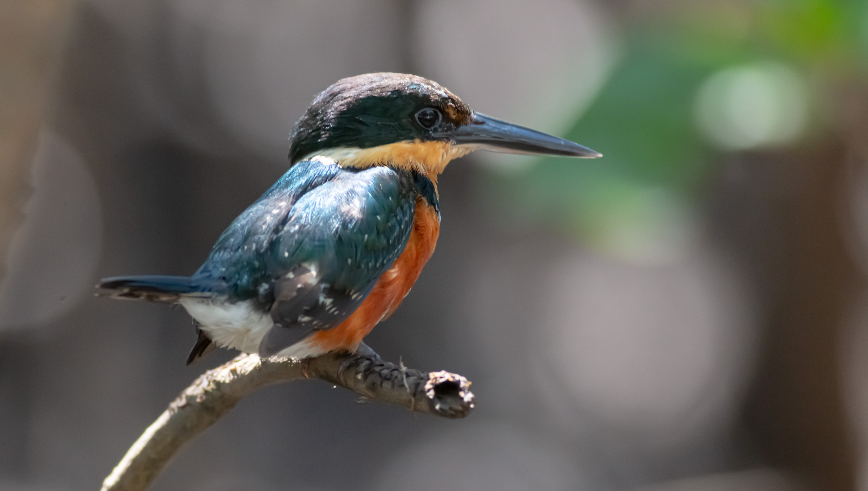 American Pygmy Kingfisher