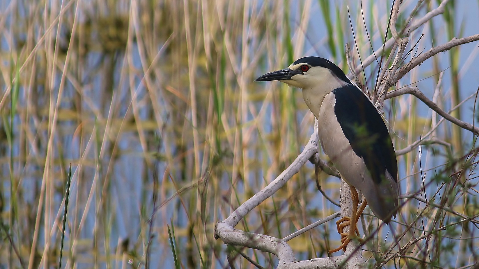 Black-crowned Night-Heron