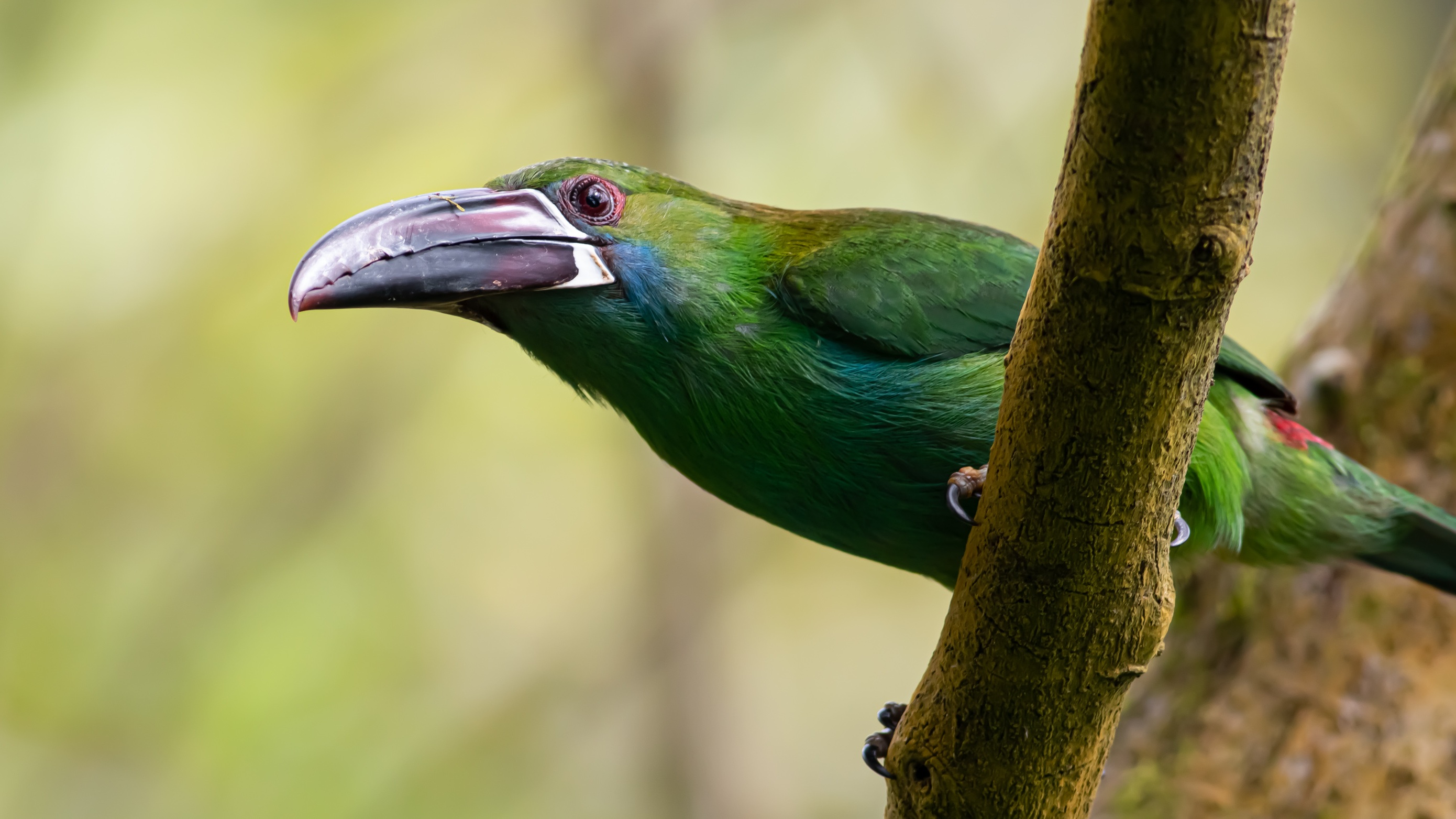 Crimson-rumped Toucanet