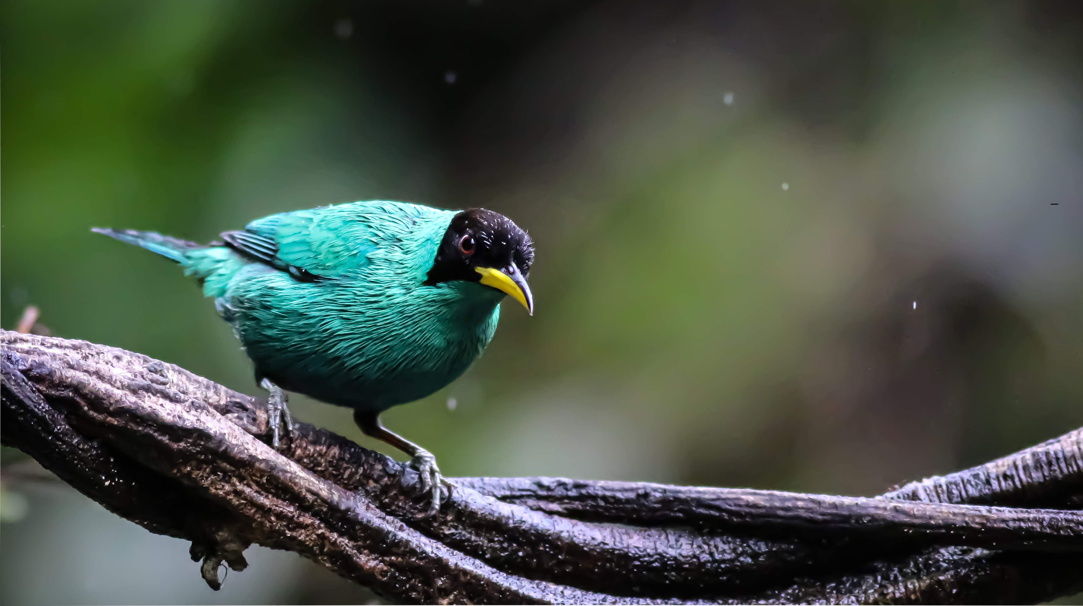 Green Honeycreeper
