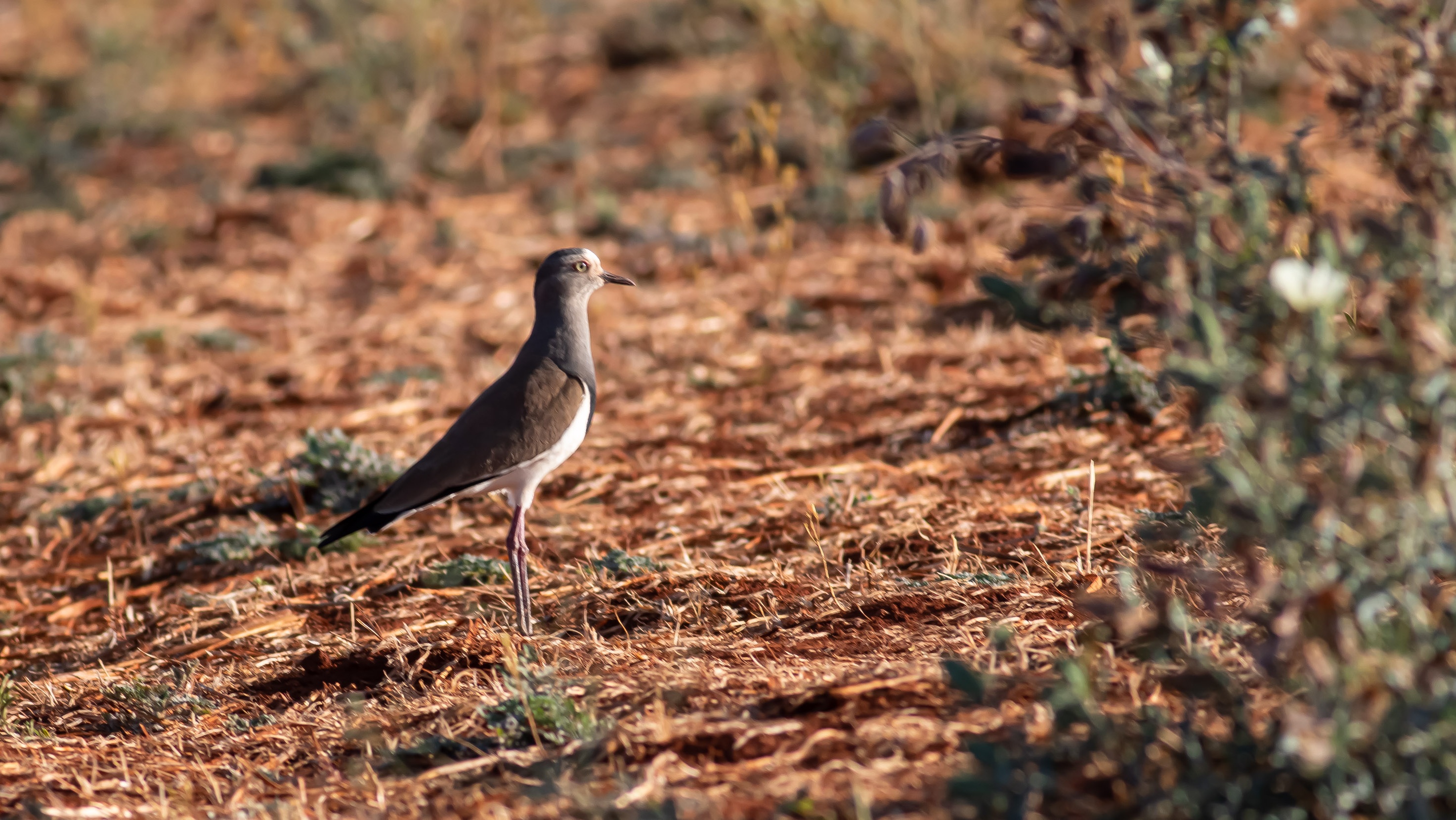 Black-winged Lapwing