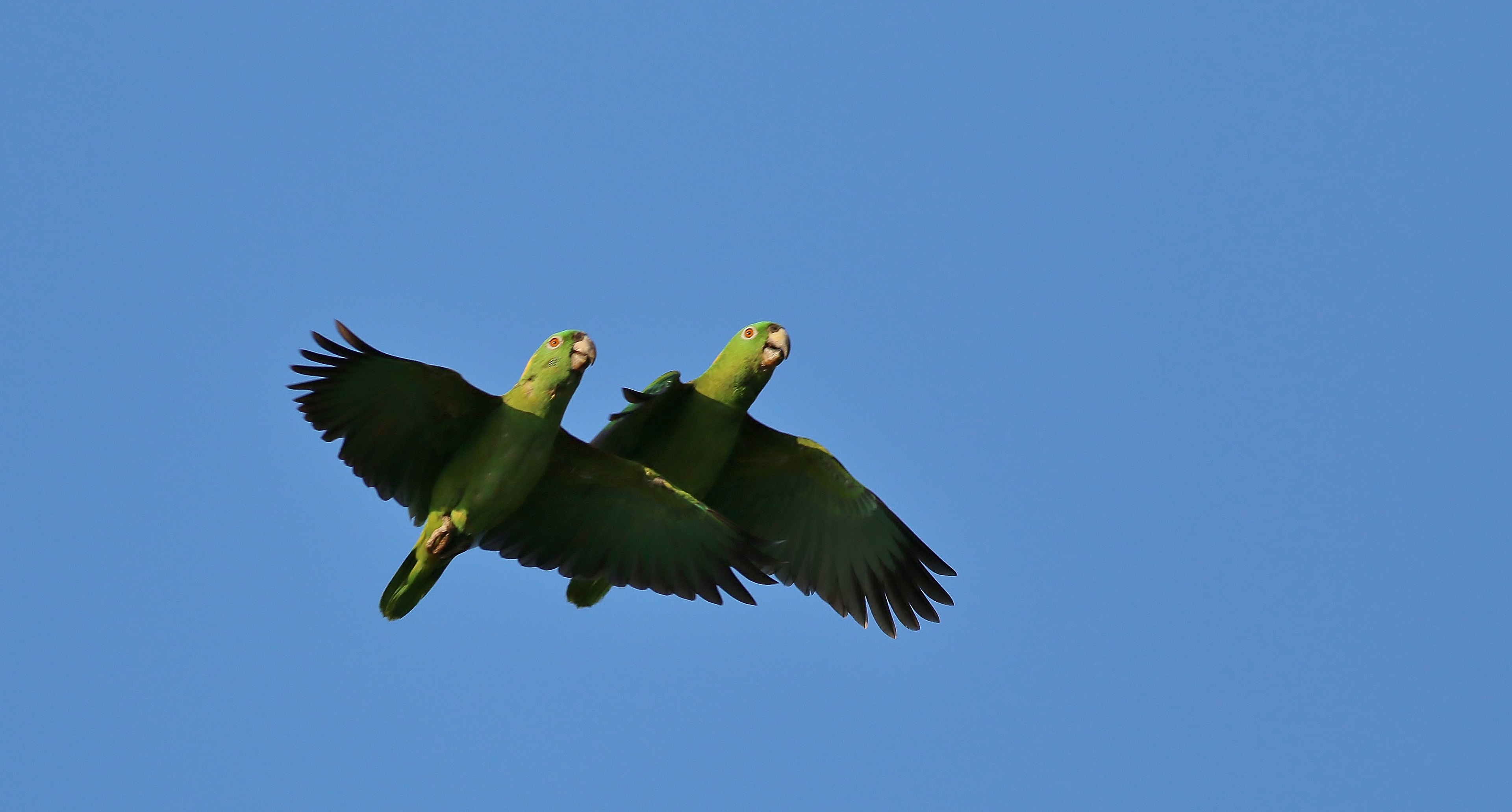 Yellow-naped Parrot