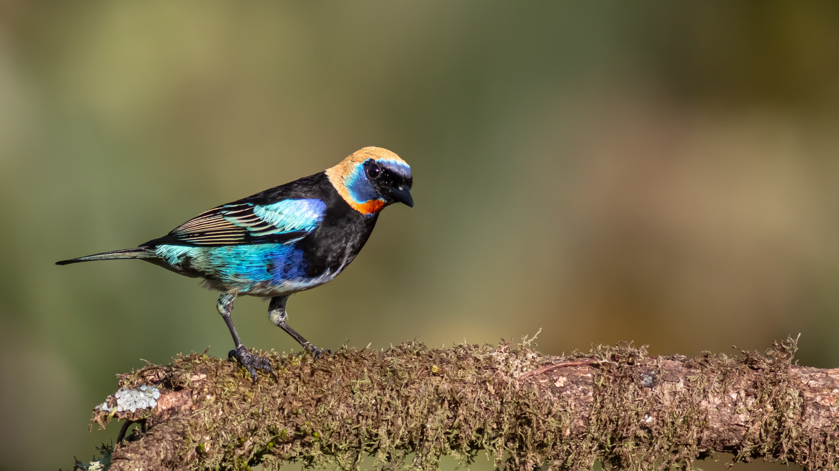 Golden-hooded Tanager