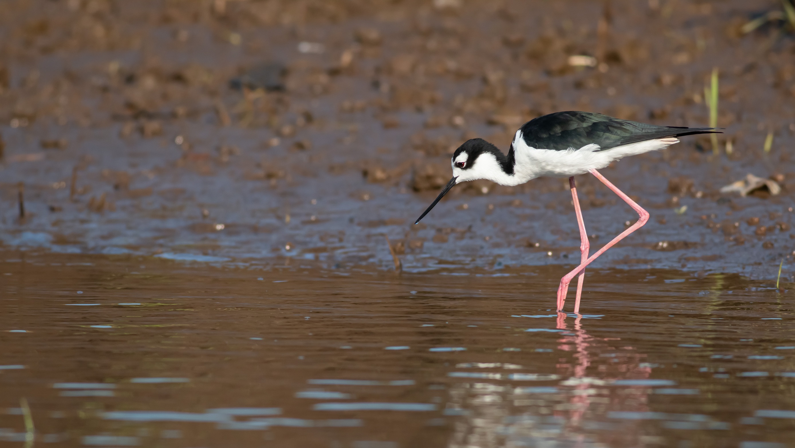 Black-necked Stilt