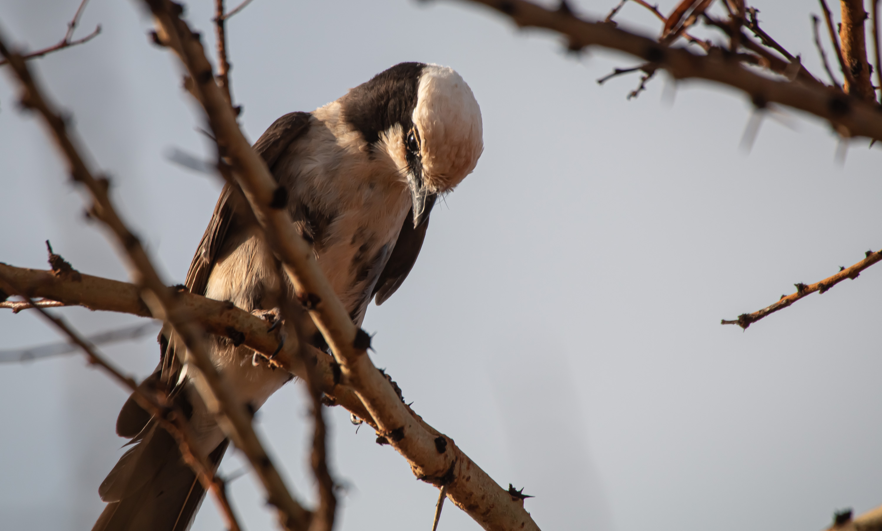 White-rumped Shrike