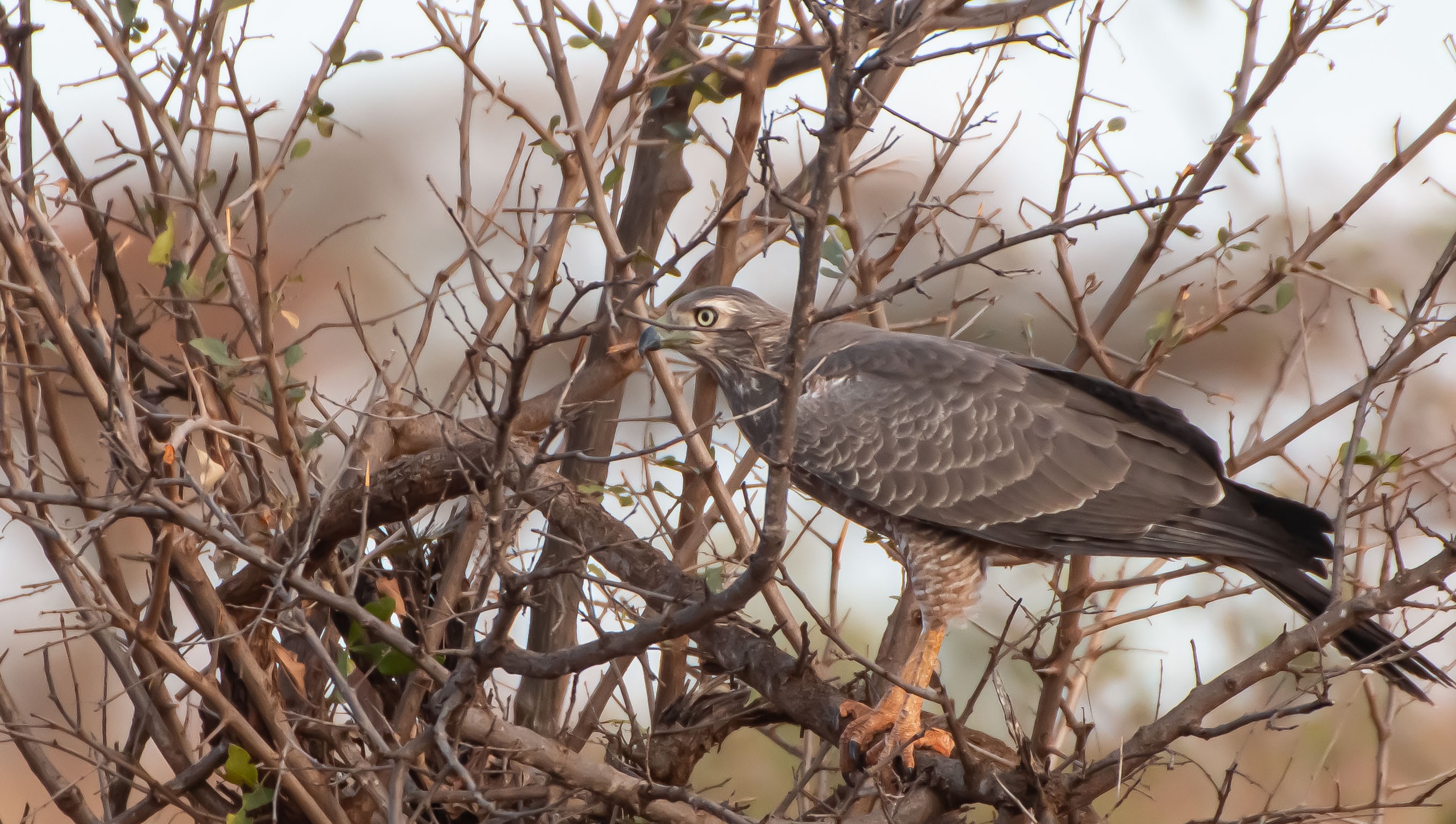 Eastern Chanting-Goshawk