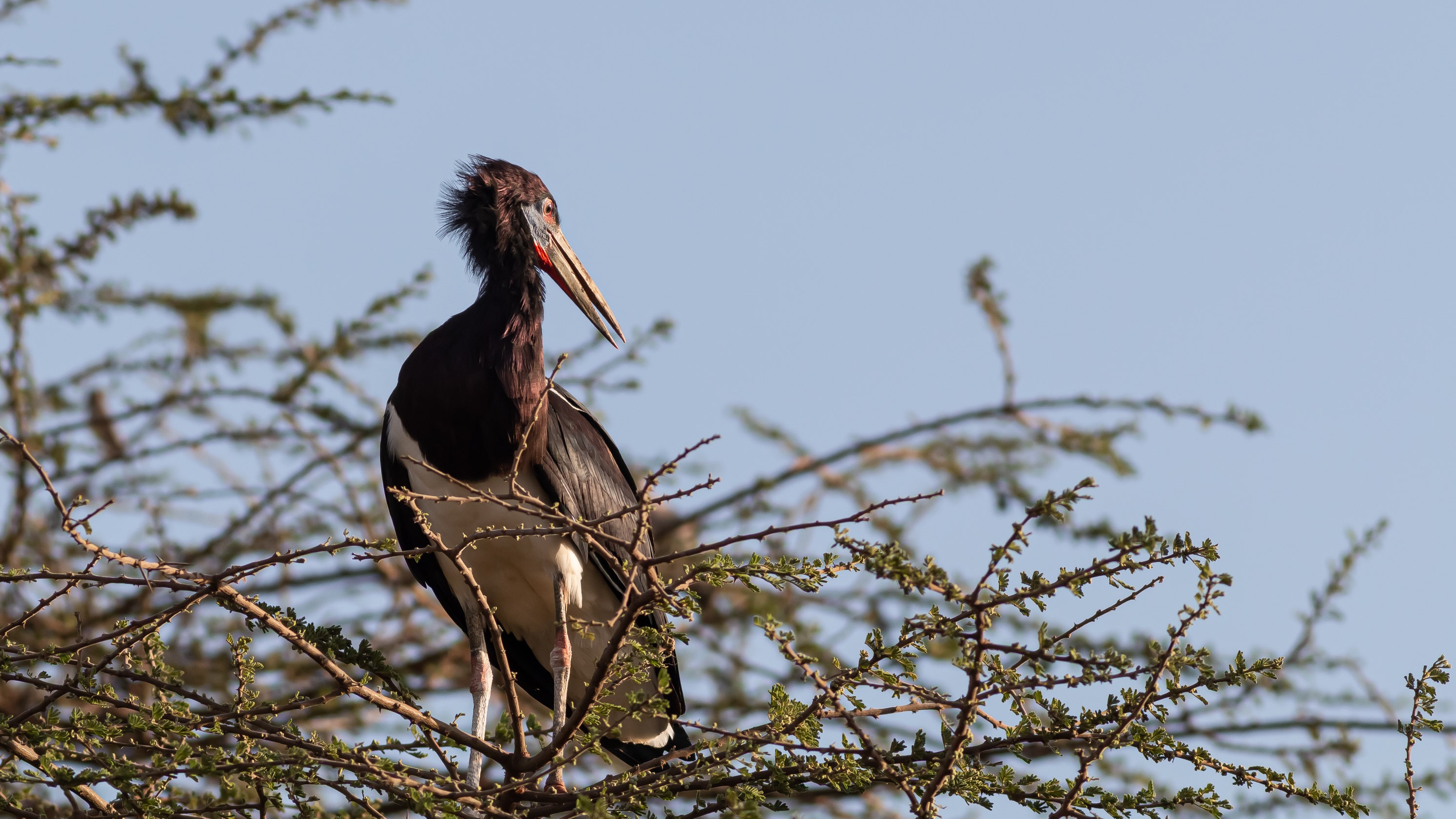 Abdim's Stork