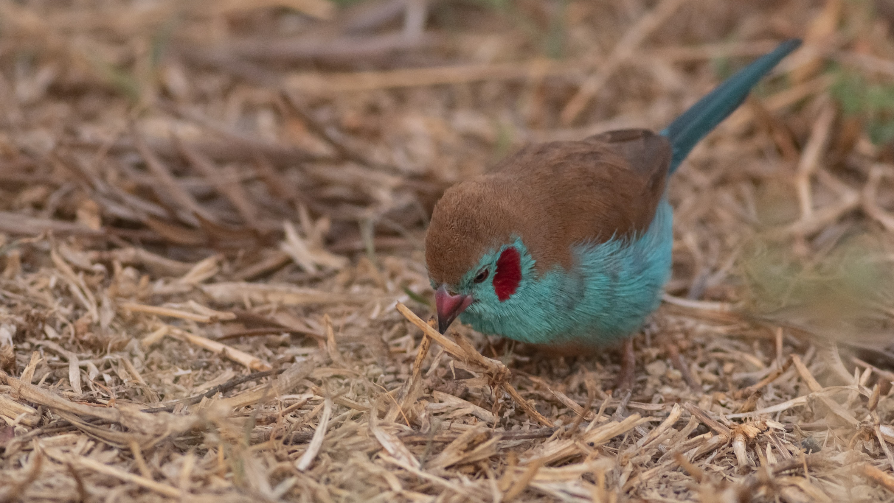 Red-cheeked Cordonbleu