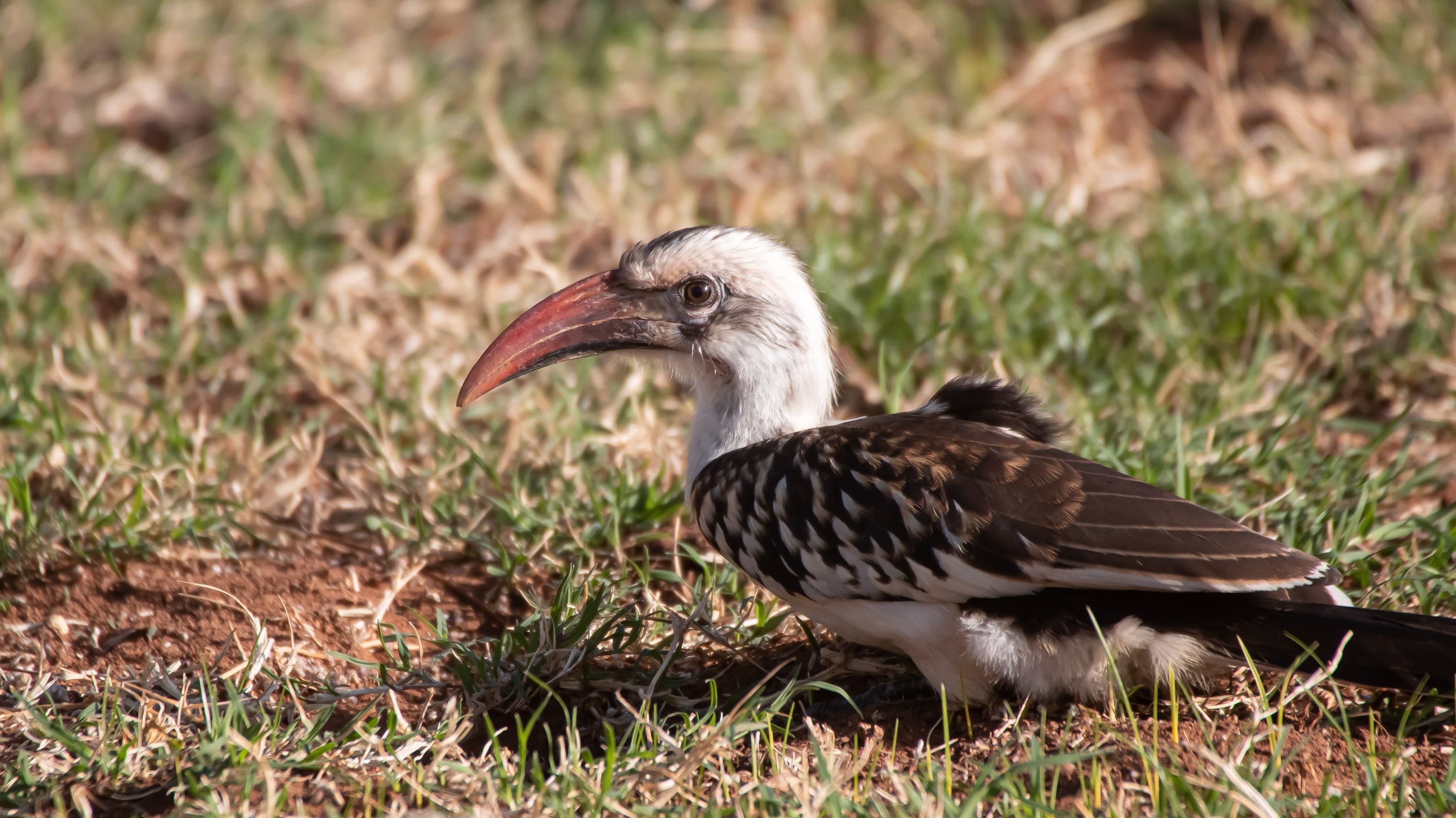 Northern Red-billed Hornbill
