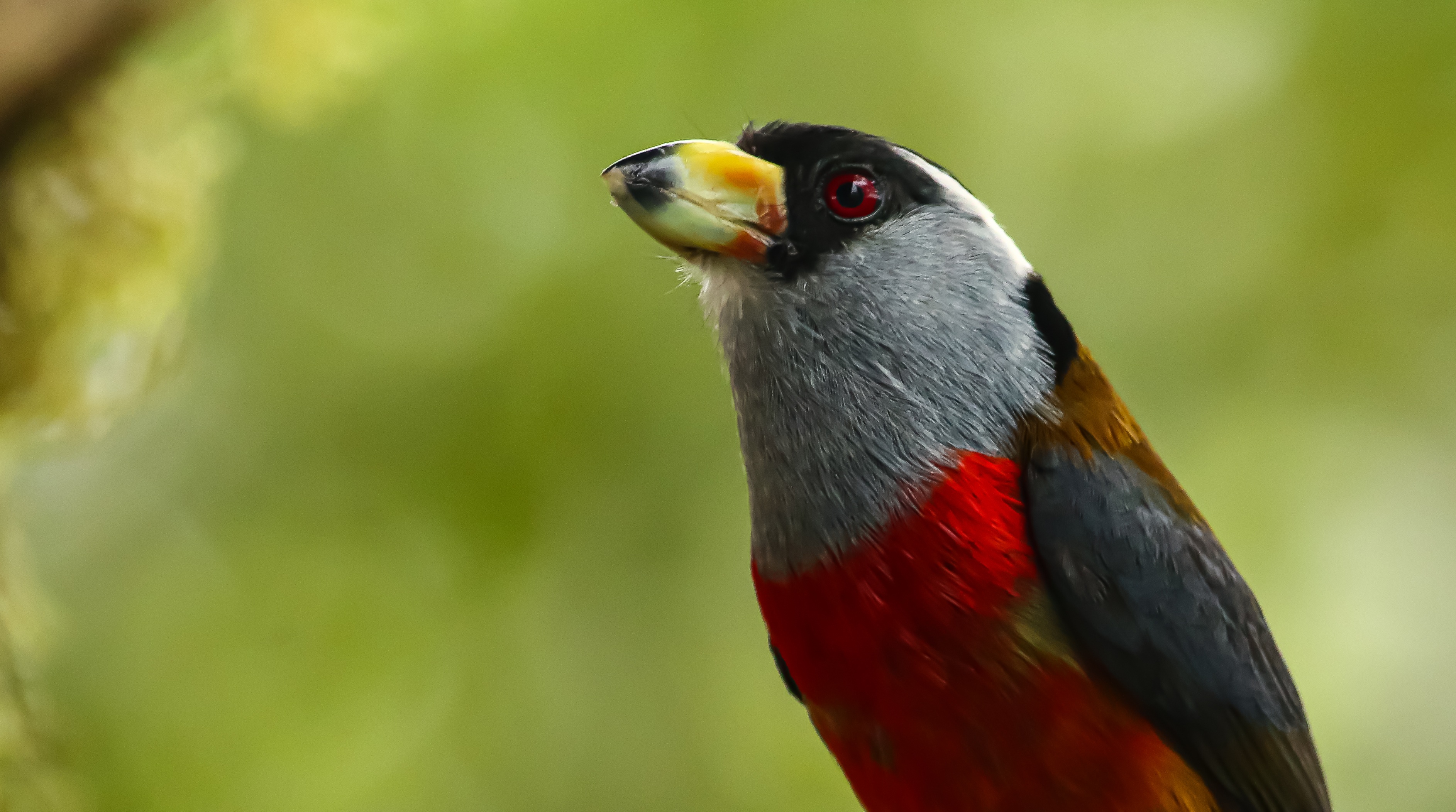 Toucan Barbet