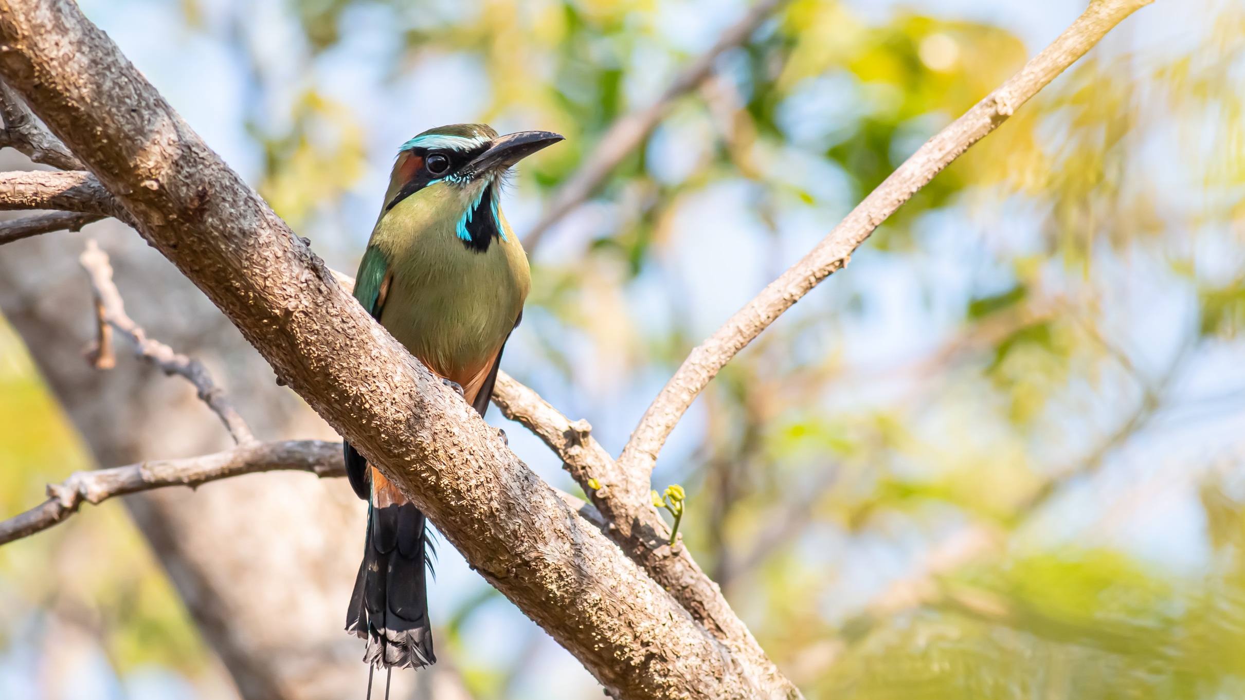 Turquoise-browed Motmot