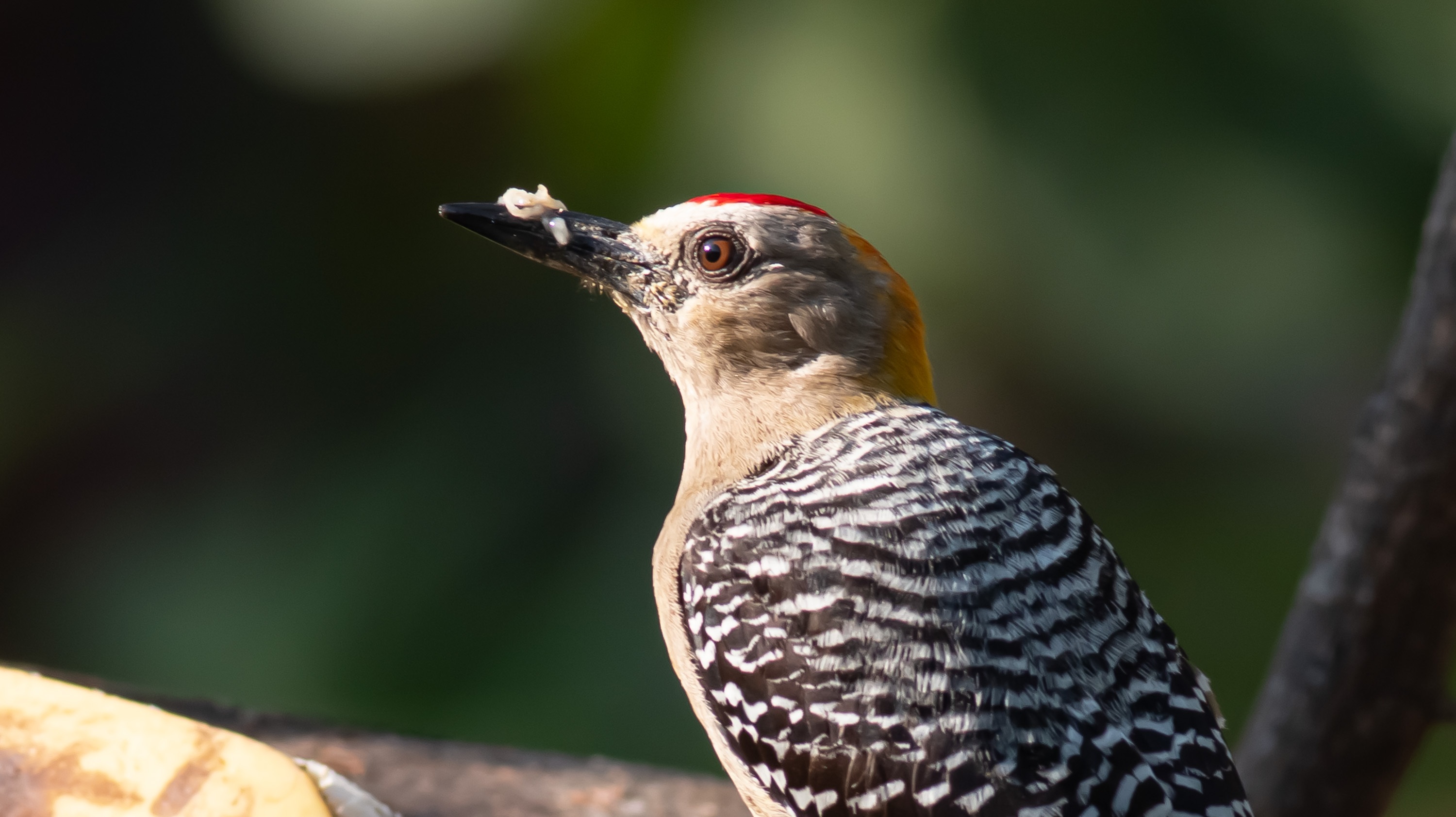 Hoffmann's Woodpecker