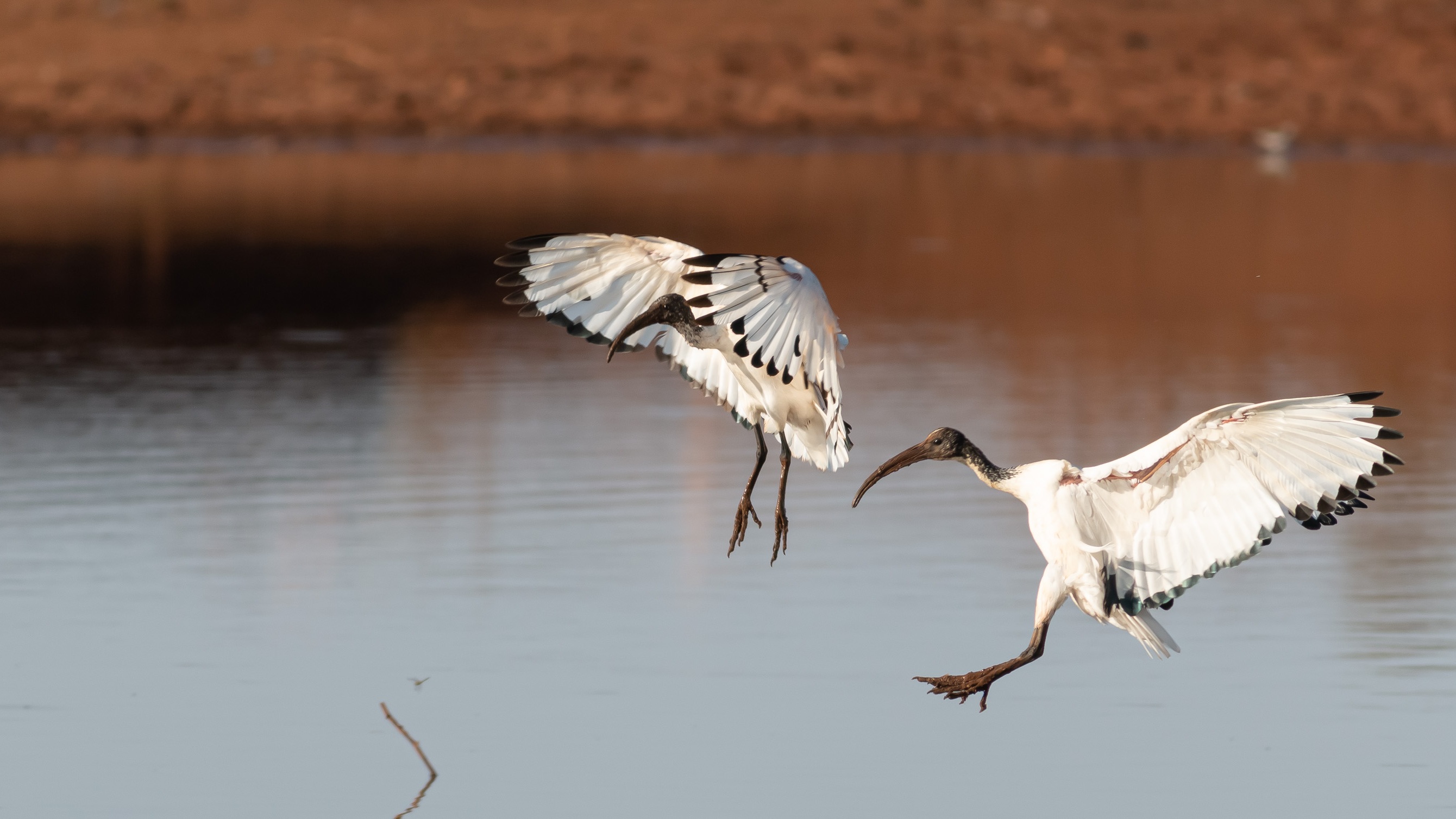 African Sacred Ibis