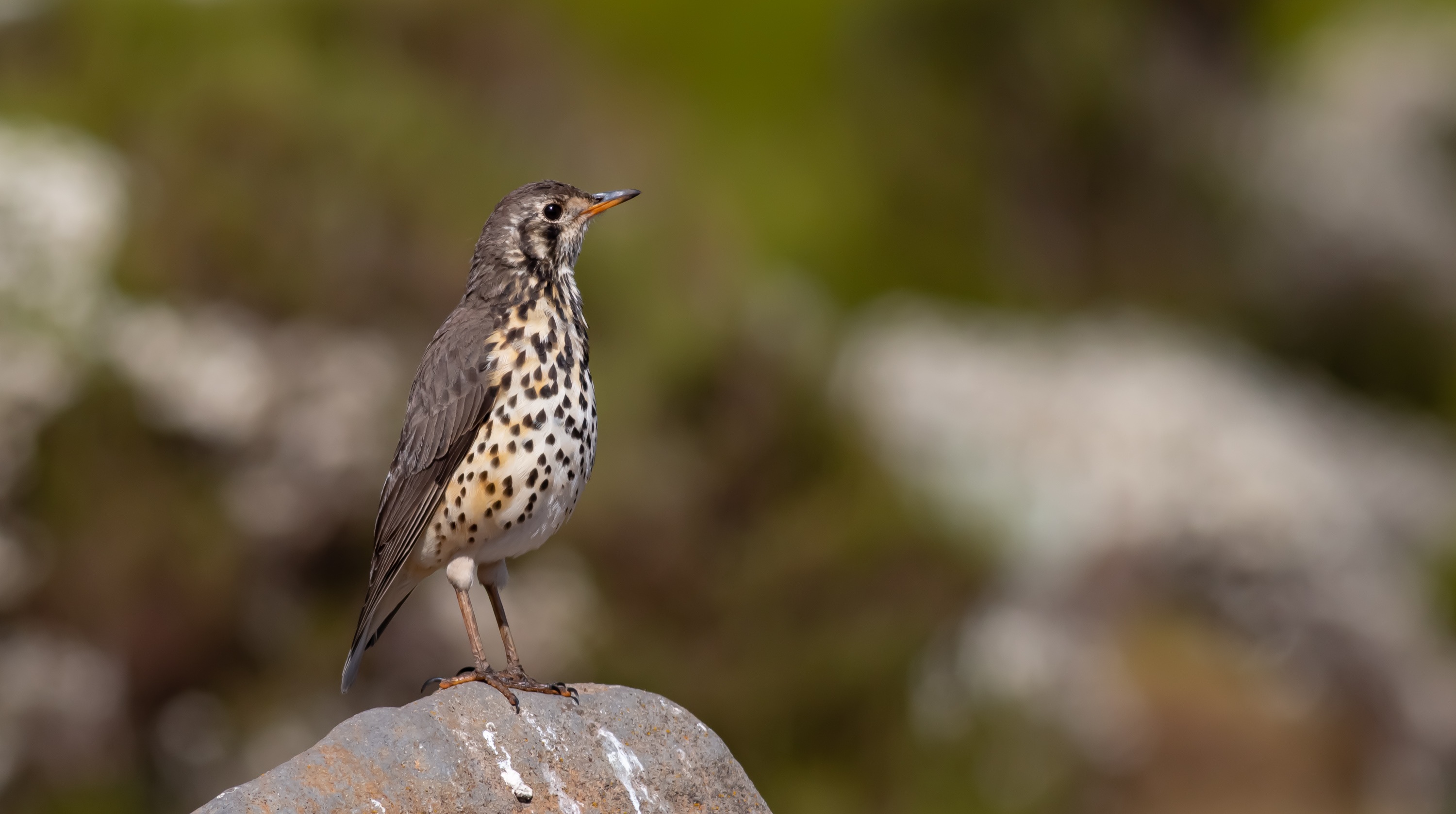Groundscraper Thrush