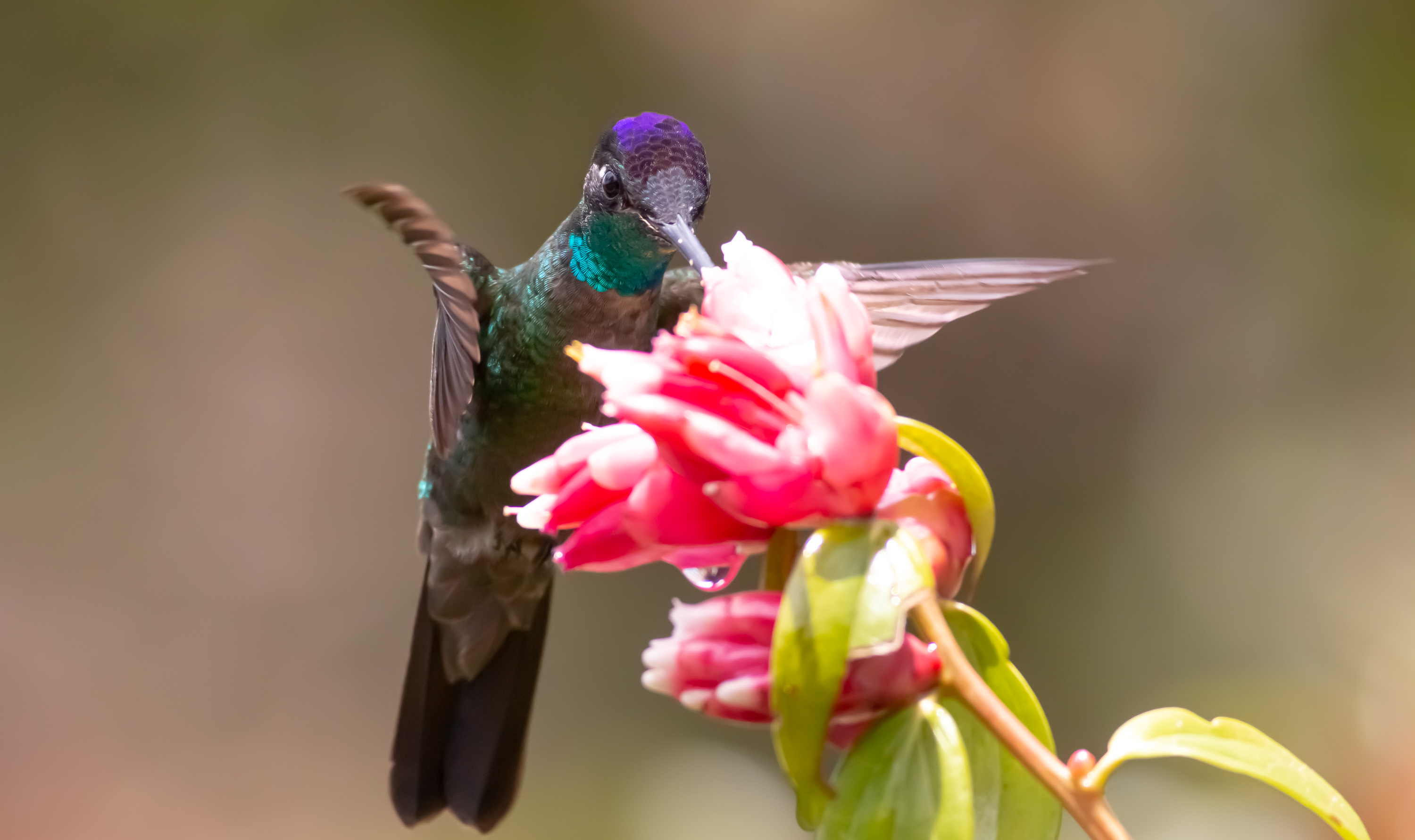 Rivoli's Hummingbird